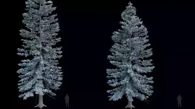 Trees Picea Pungens 02