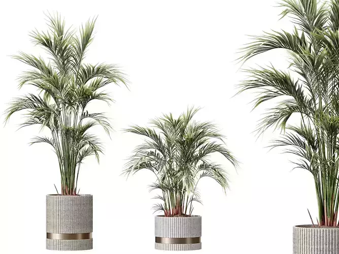 AV HousePlants Areca Majesty Cat Reed Palm Set02