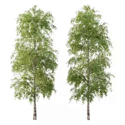 Betula Pendula Tree 08