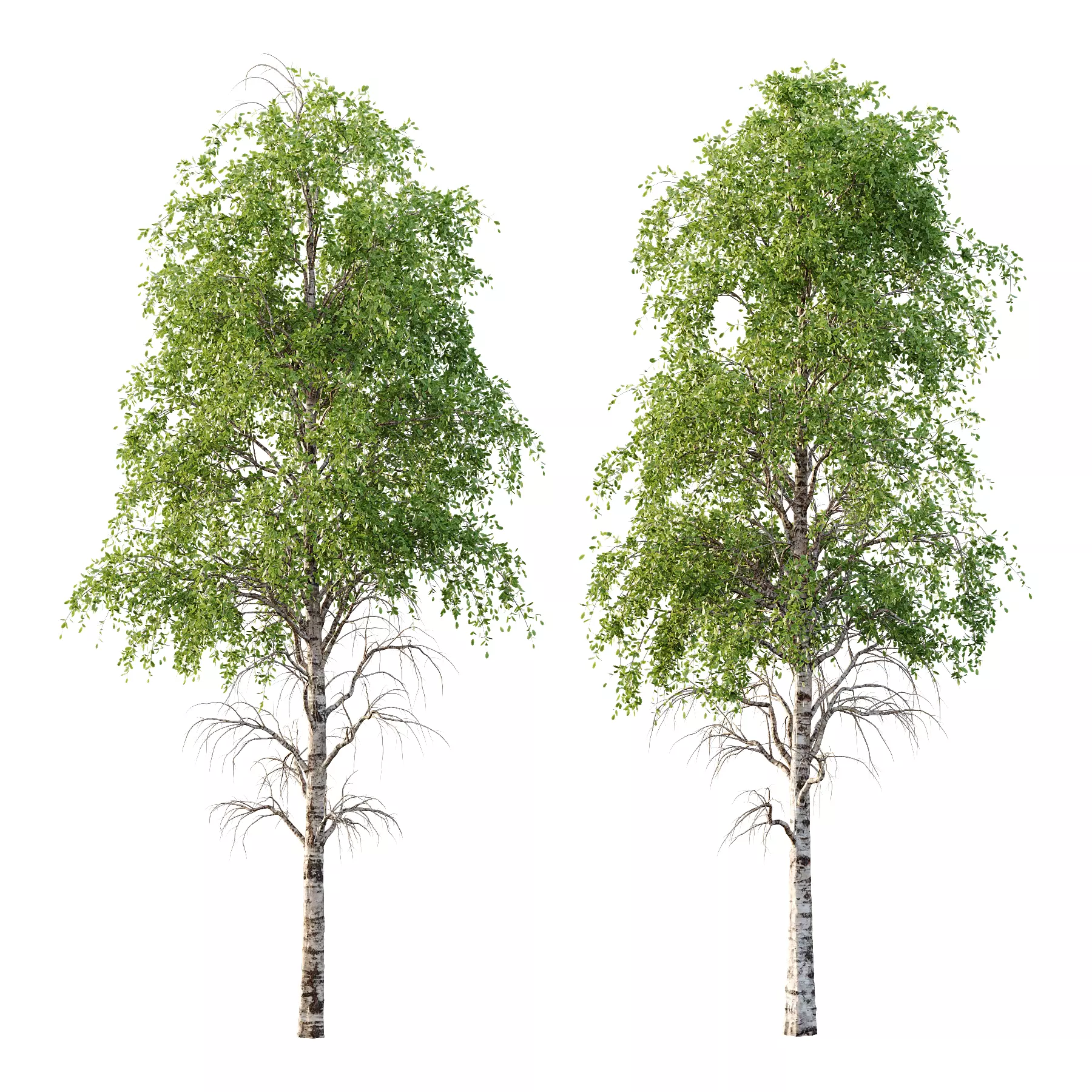 Betula Pendula Tree 09 3D model_0