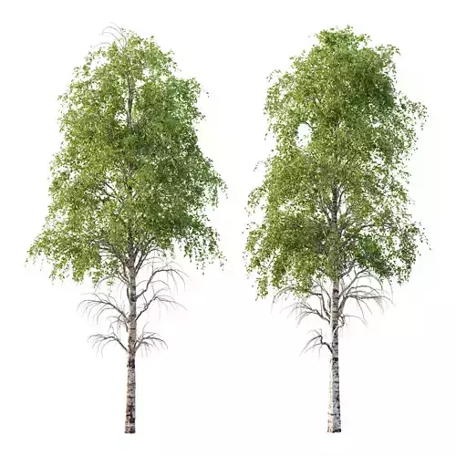 Betula Pendula Tree 09 3D model