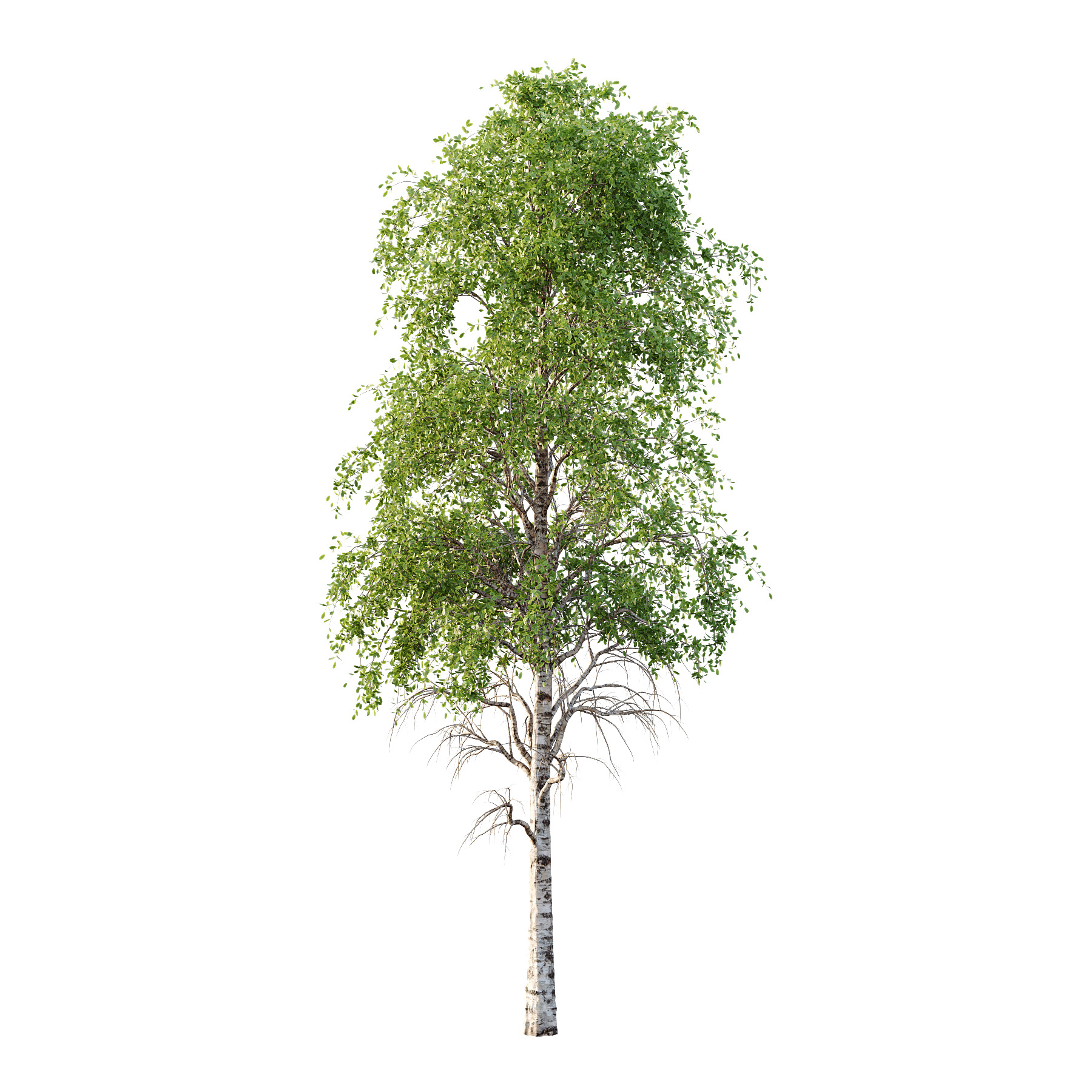 Betula Pendula Tree 09 3D model_1