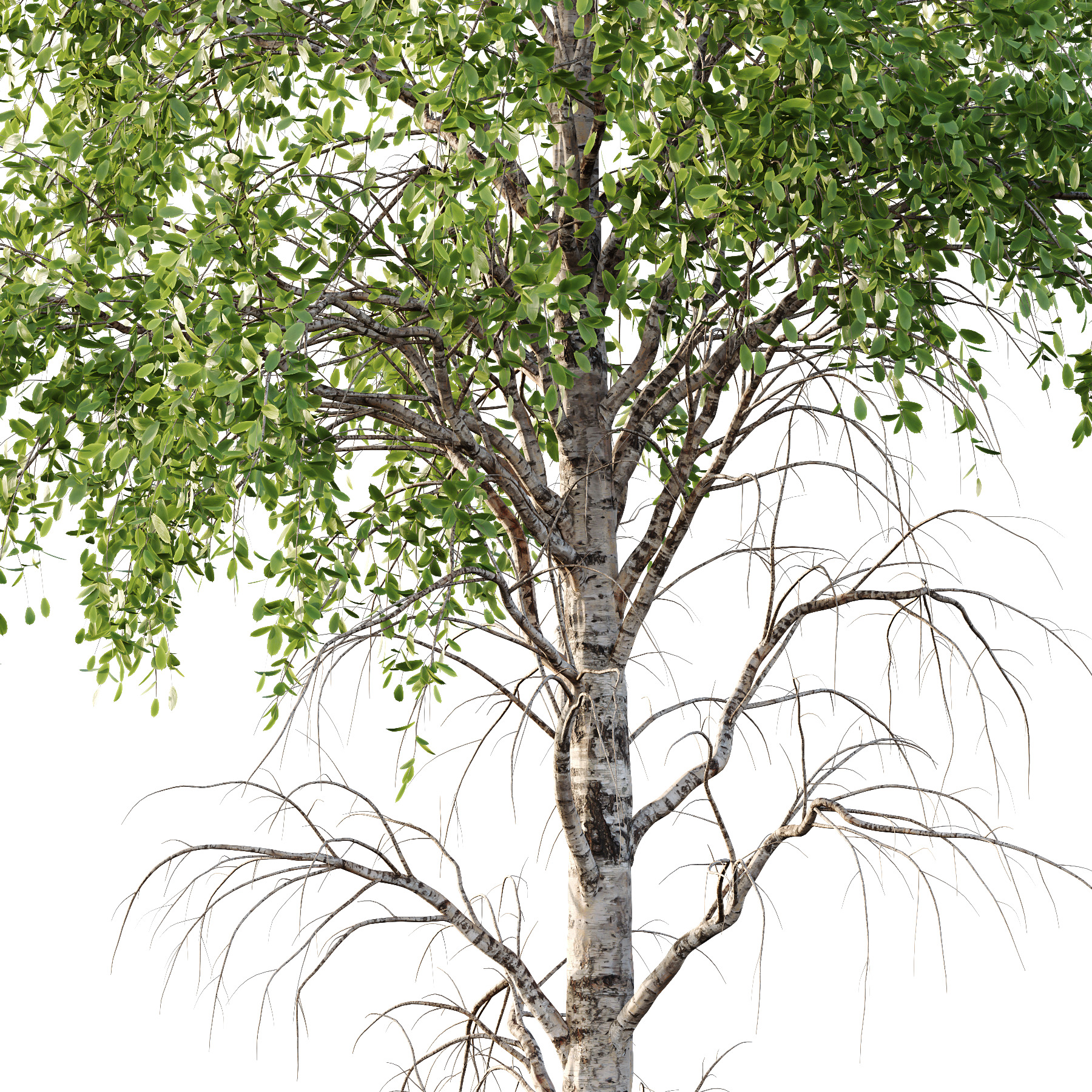 Betula Pendula Tree 09 3D model_3