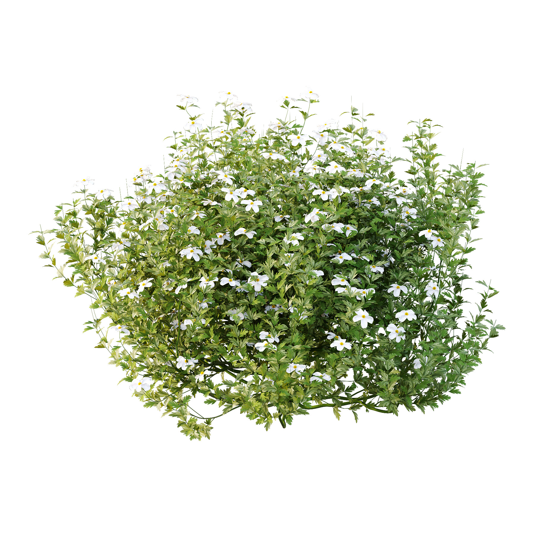 Different bush 05 3D model_2