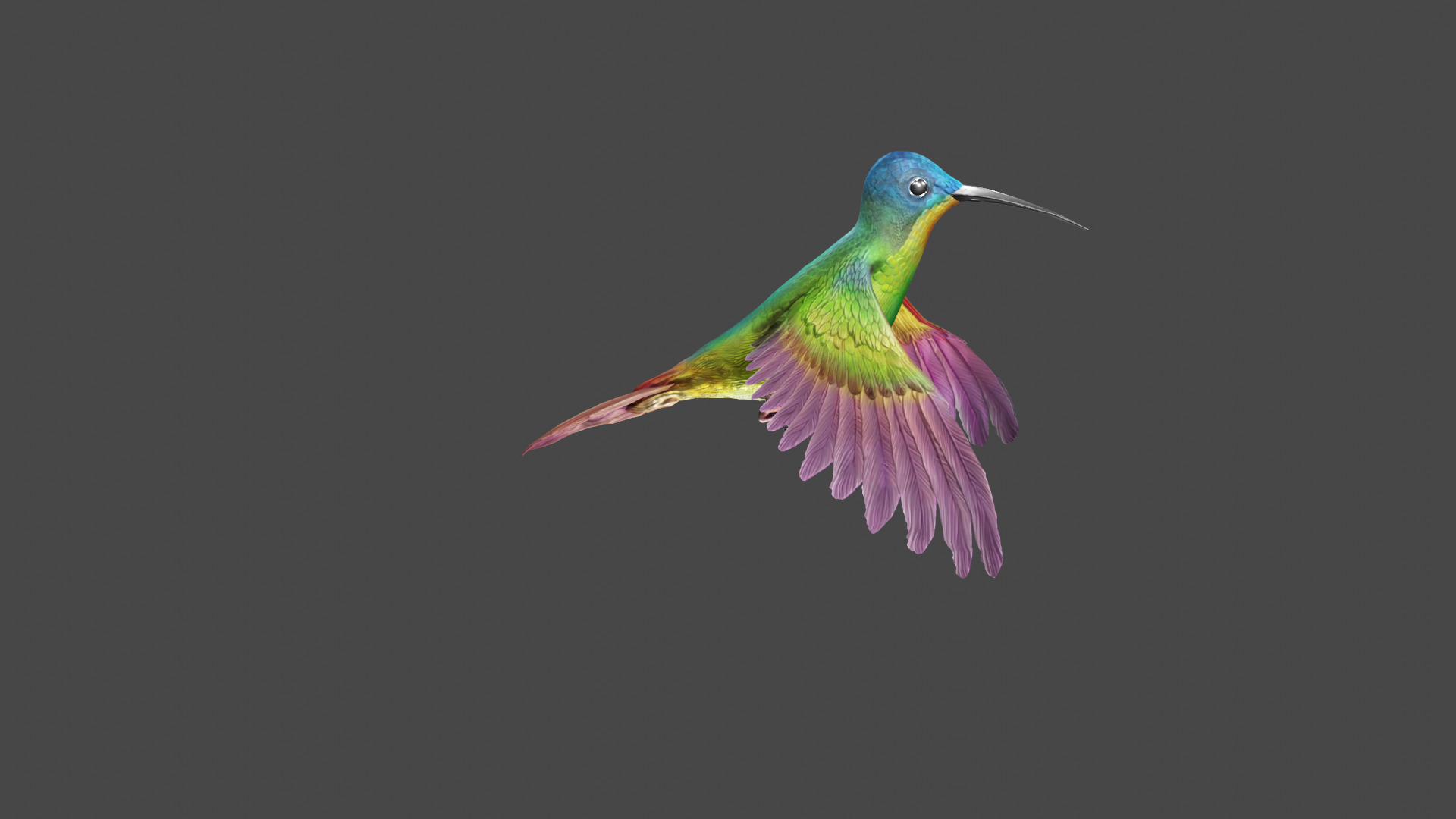 The Flying Hummingbird  3D model_5
