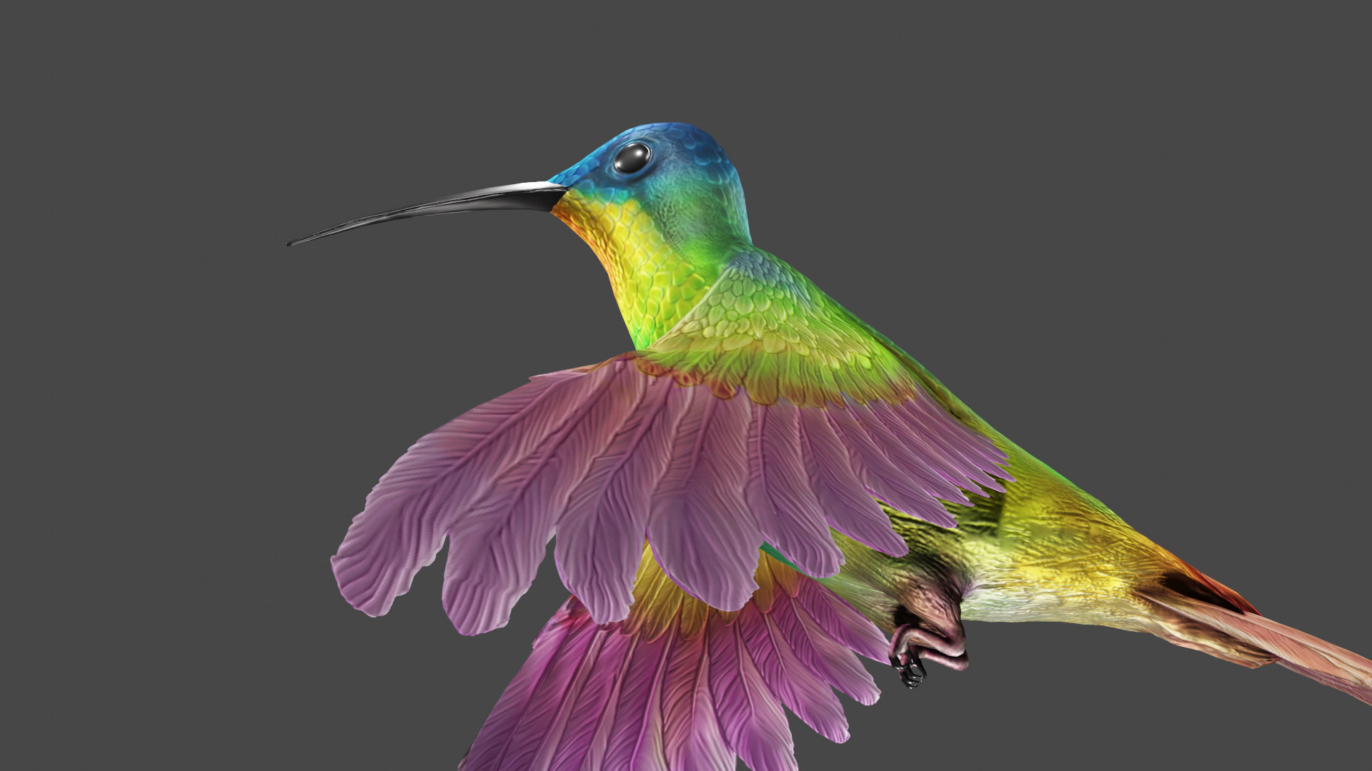 The Flying Hummingbird  3D model_4