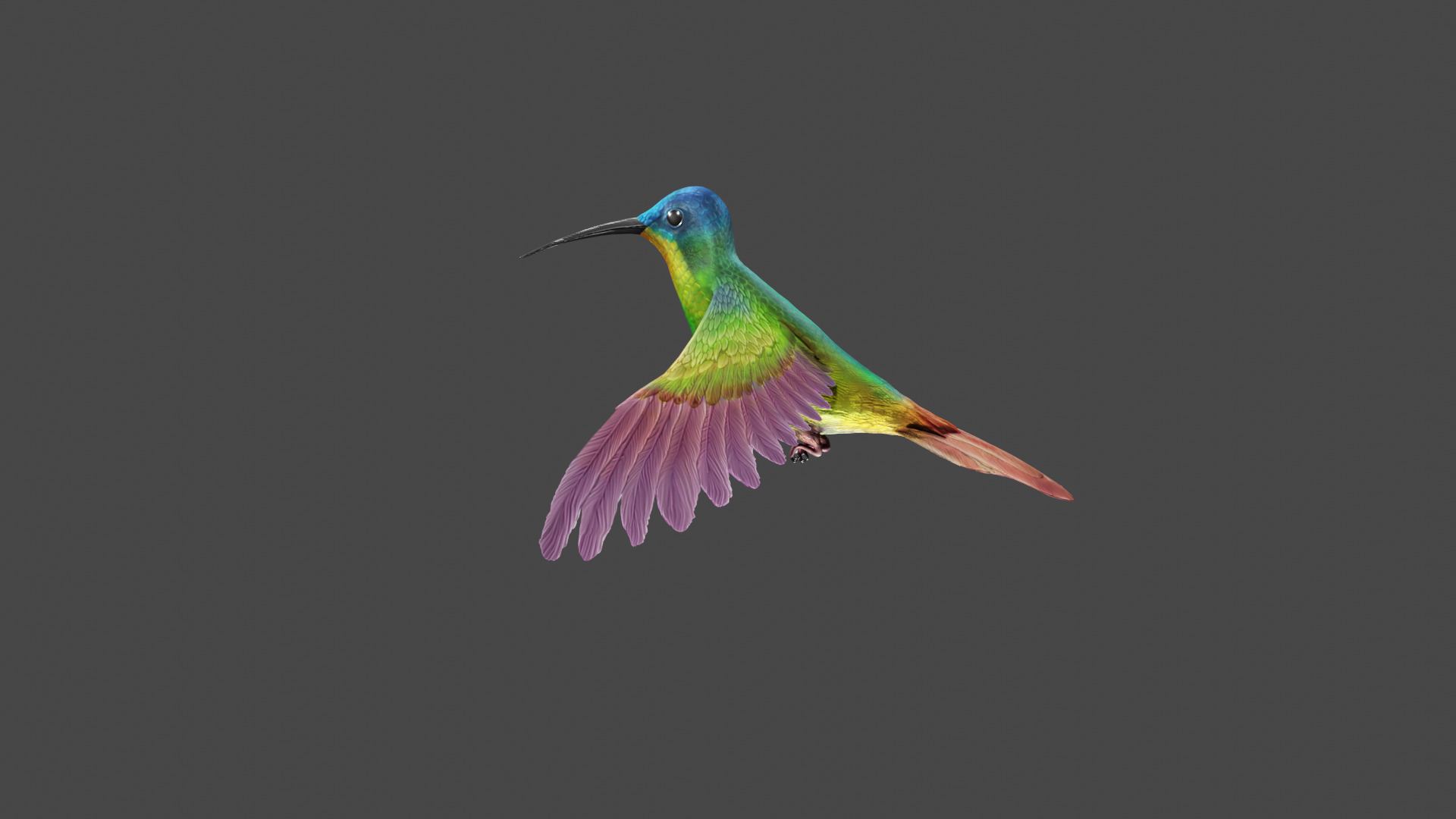 The Flying Hummingbird  3D model_6