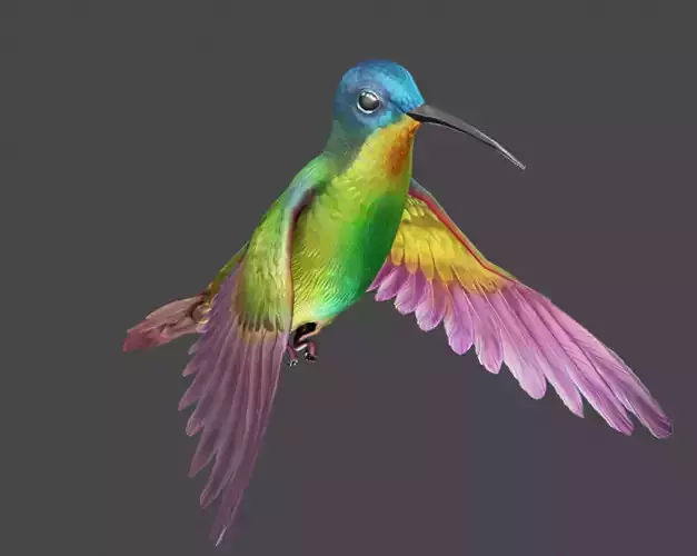 The Flying Hummingbird  3D model