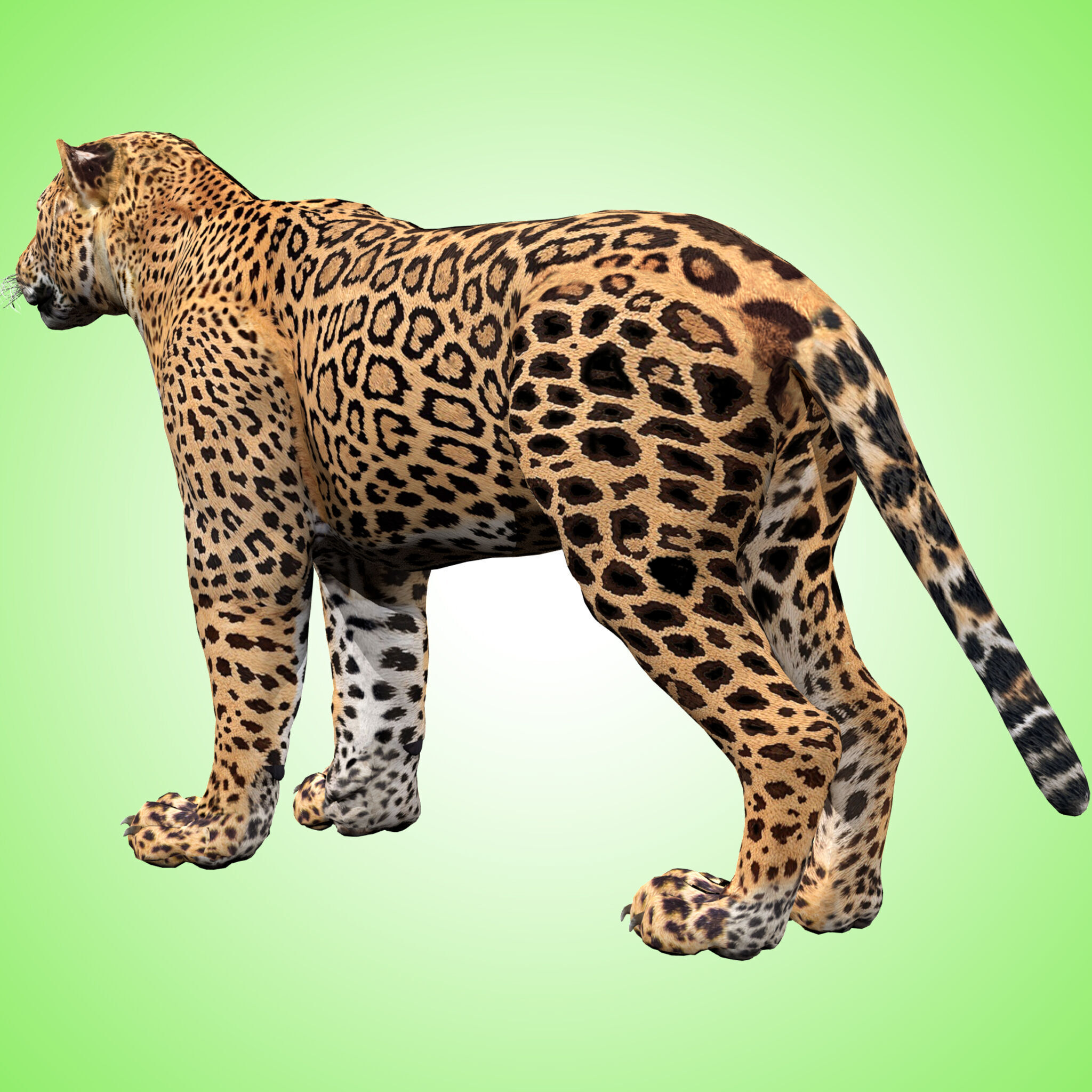 Leopard Rigged 3D model_6