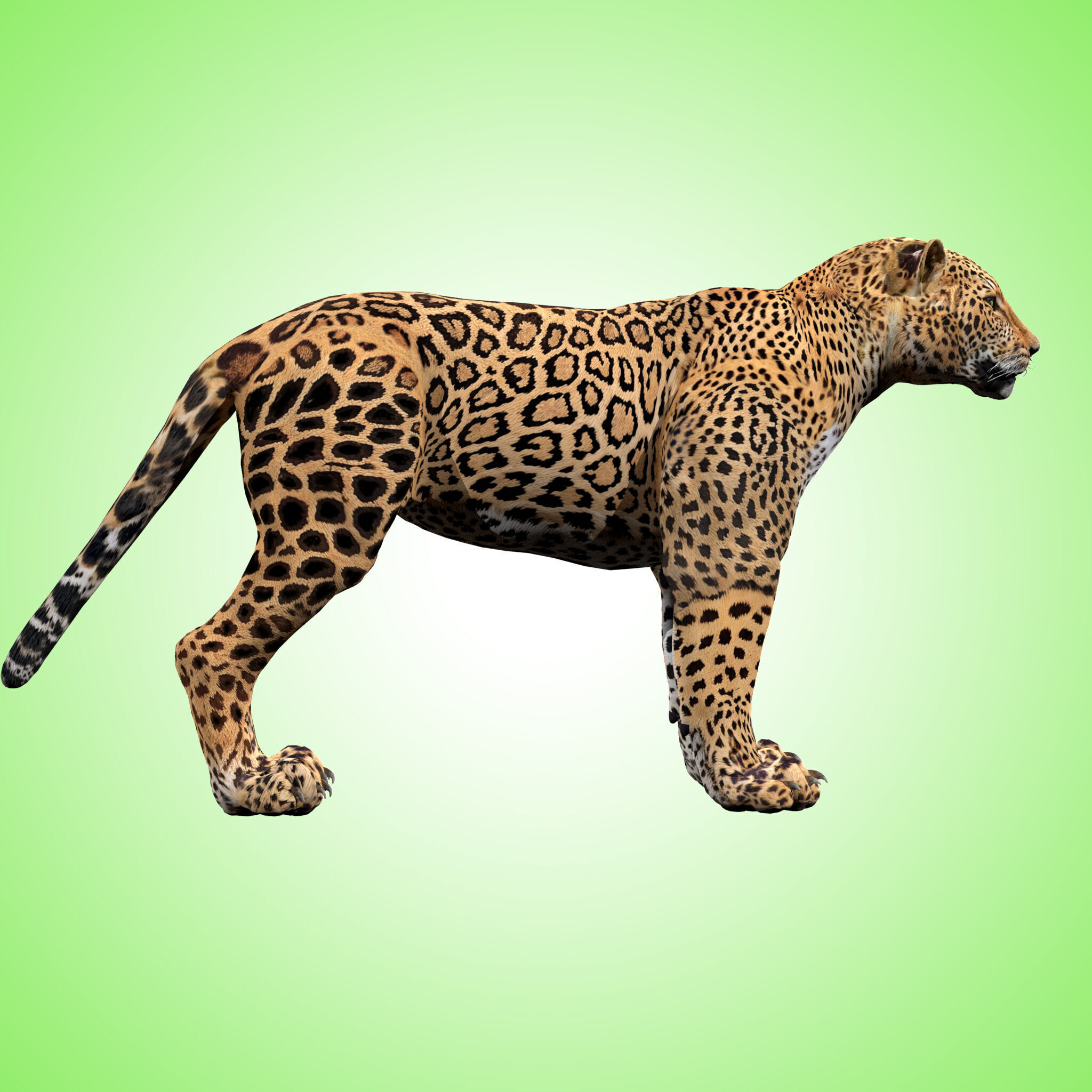 Leopard Rigged 3D model_5