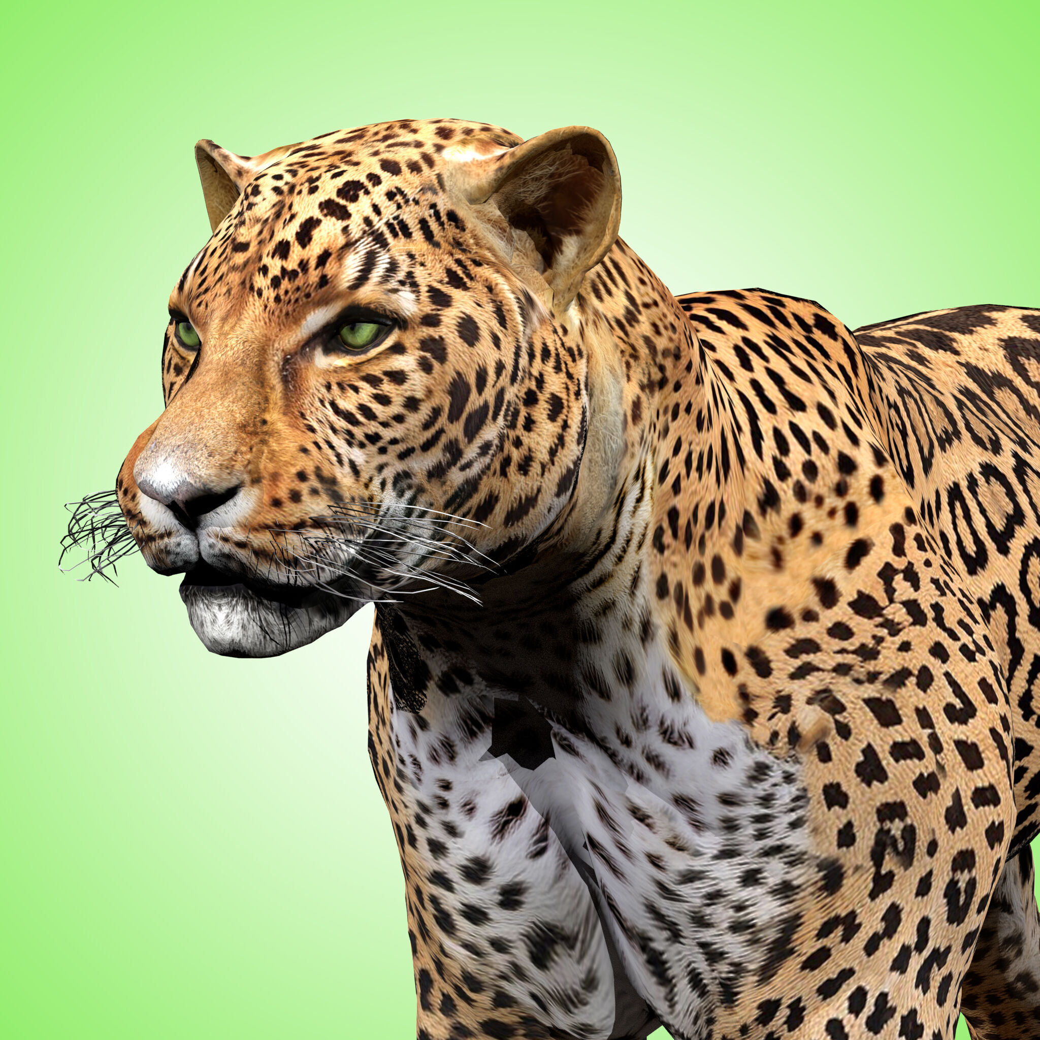 Leopard Rigged 3D model_1
