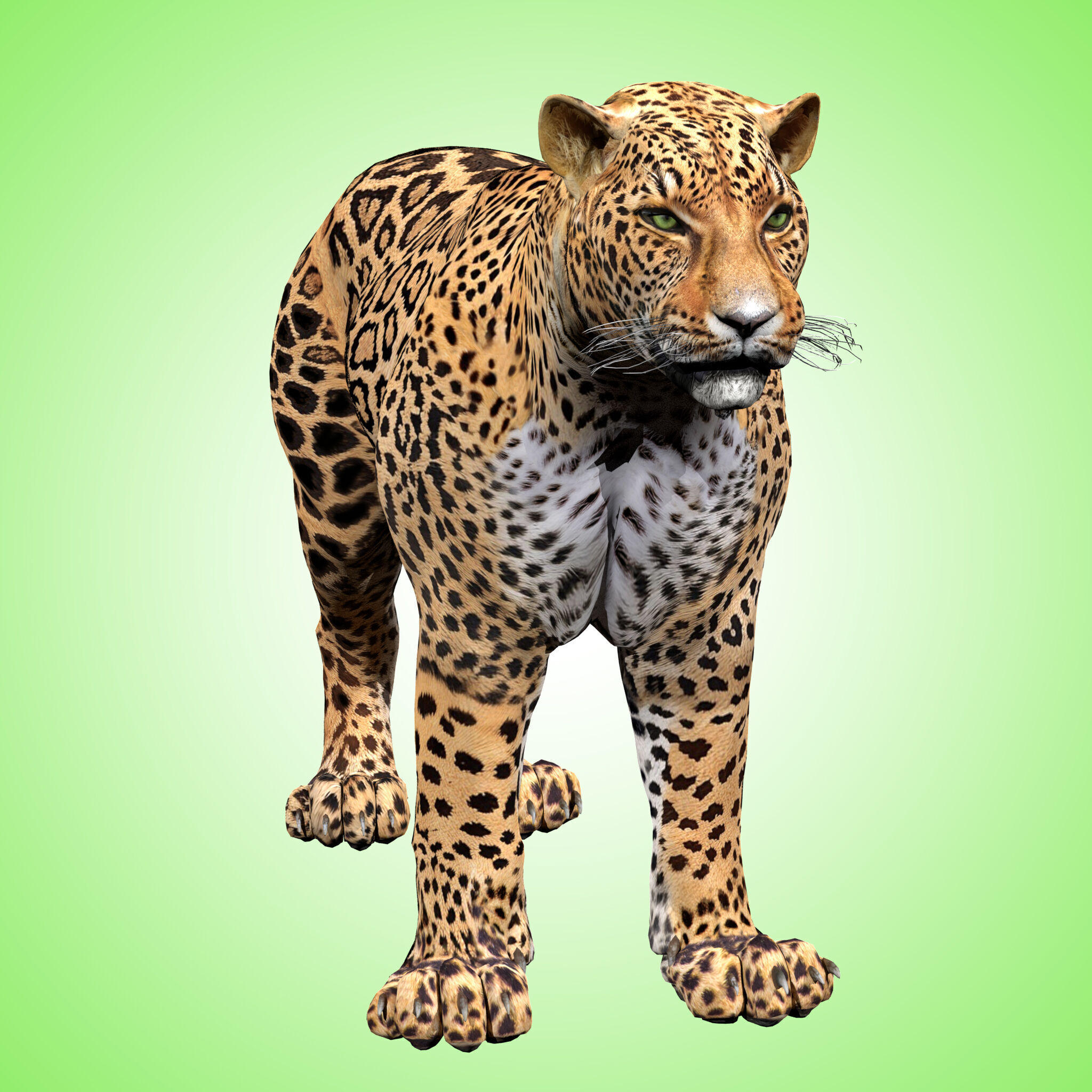 Leopard Rigged 3D model_7