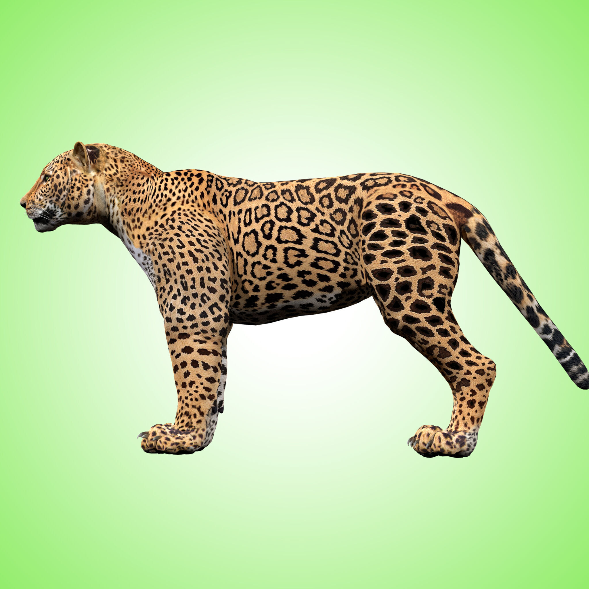Leopard Rigged 3D model_4