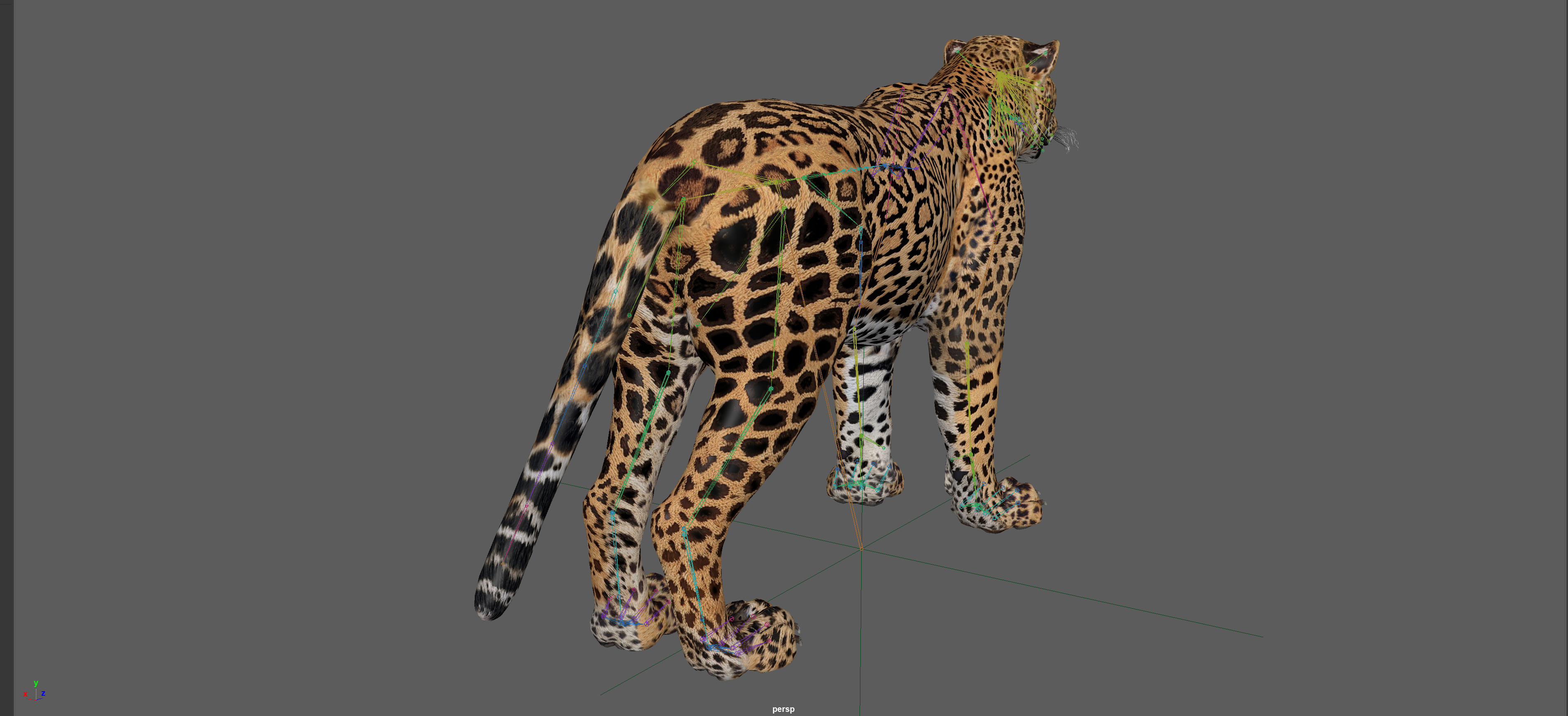 Leopard Rigged 3D model_14