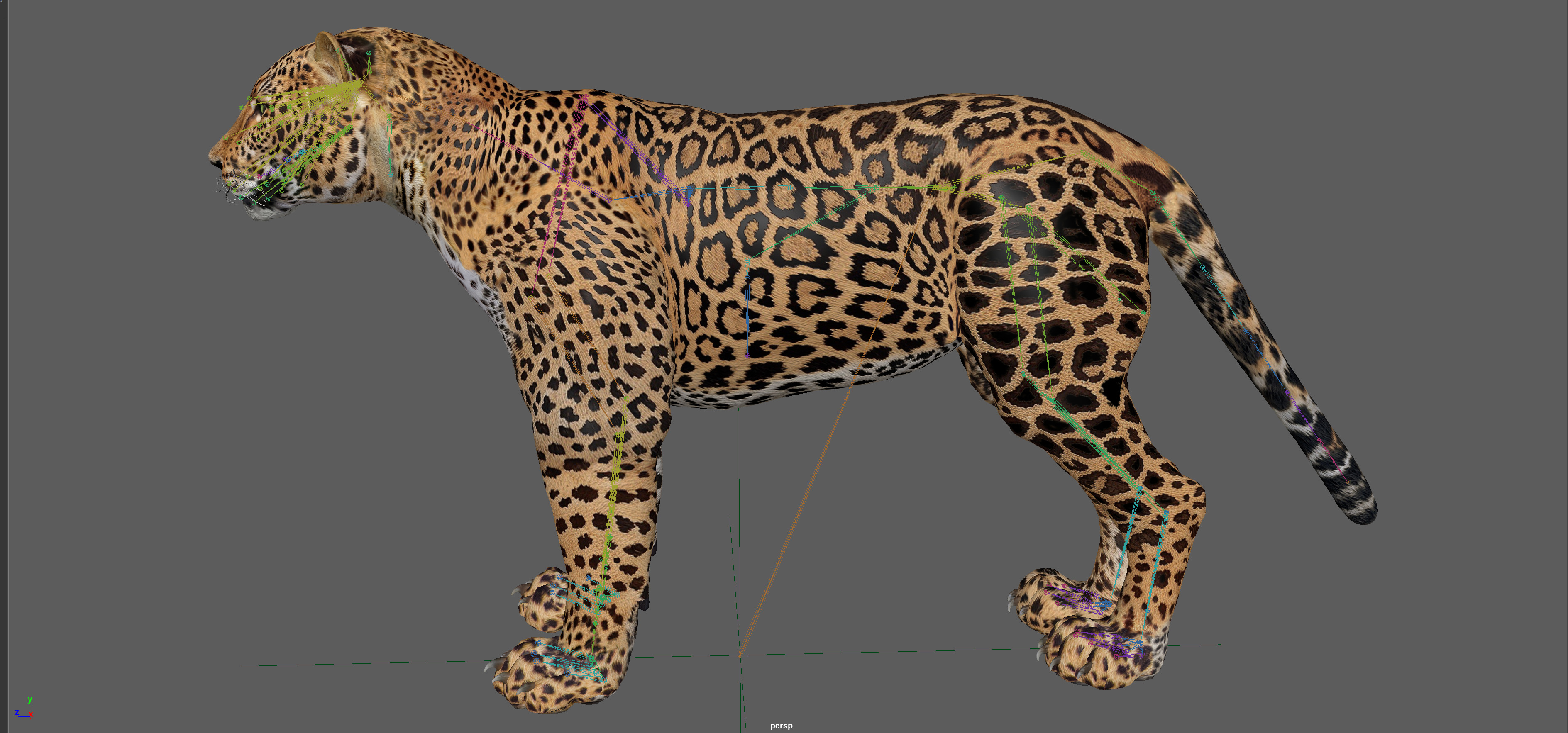 Leopard Rigged 3D model_16