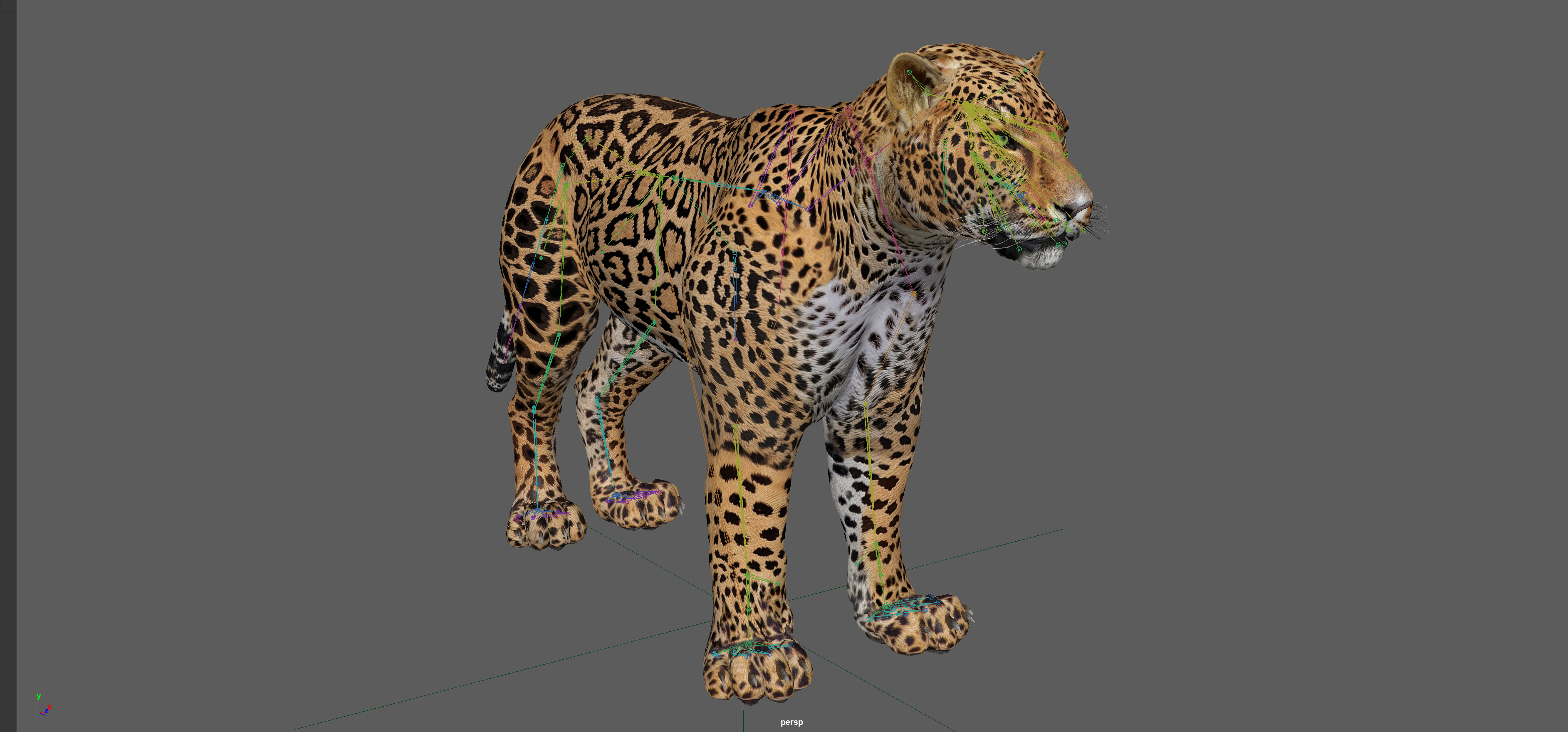 Leopard Rigged 3D model_12