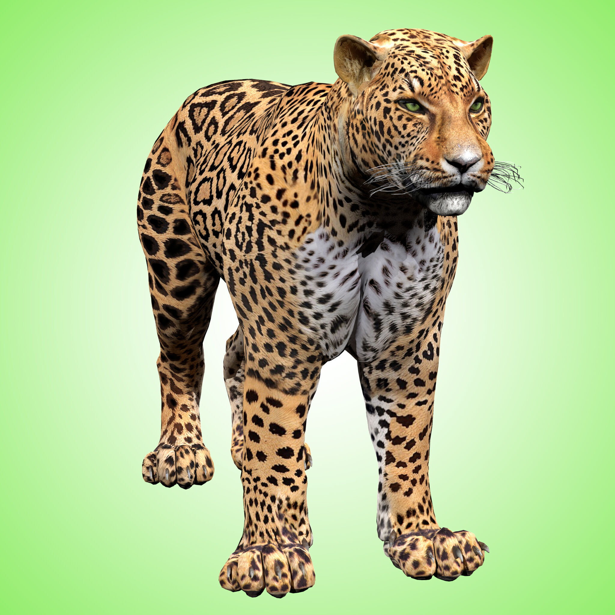Leopard Rigged 3D model_2