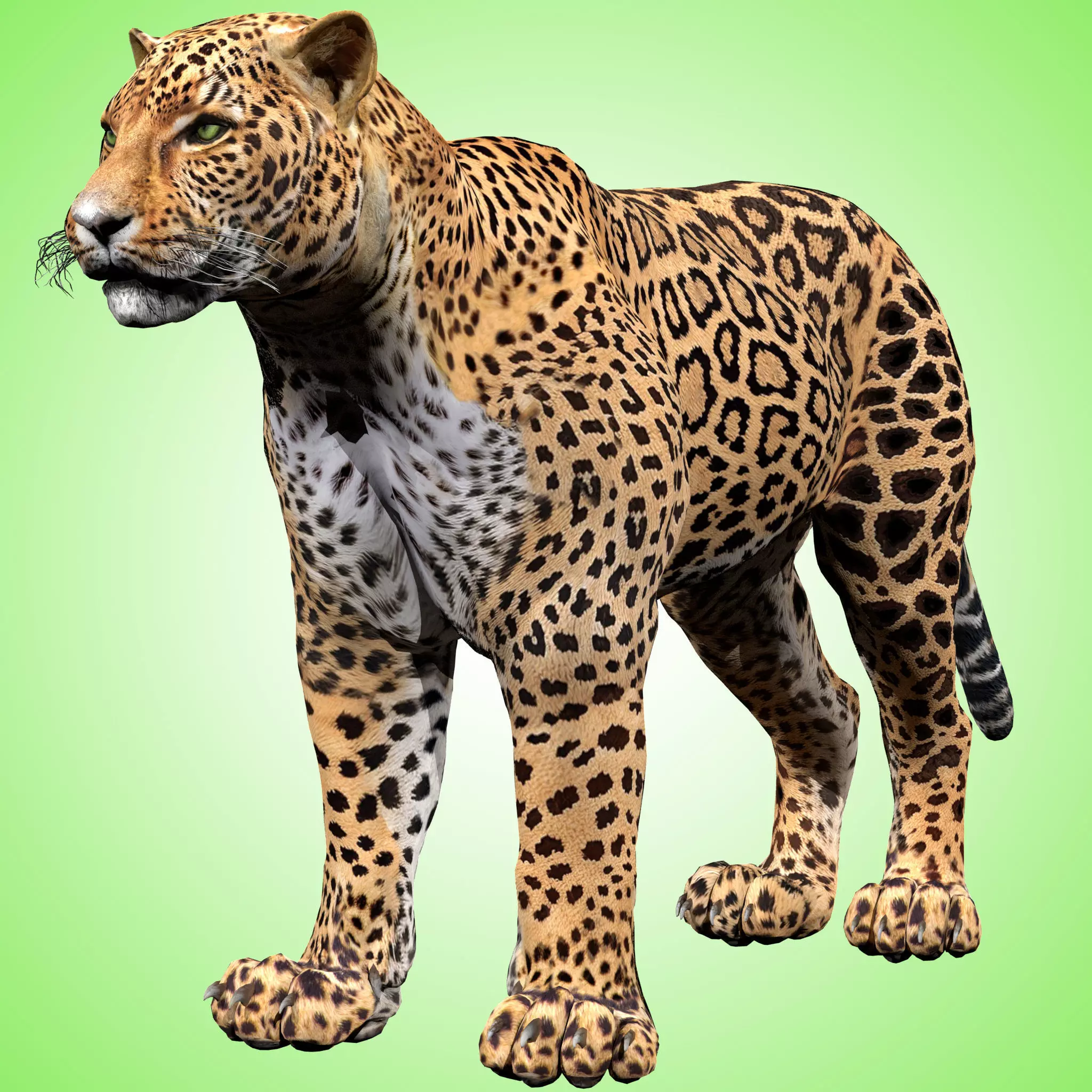 Leopard Rigged 3D model_0