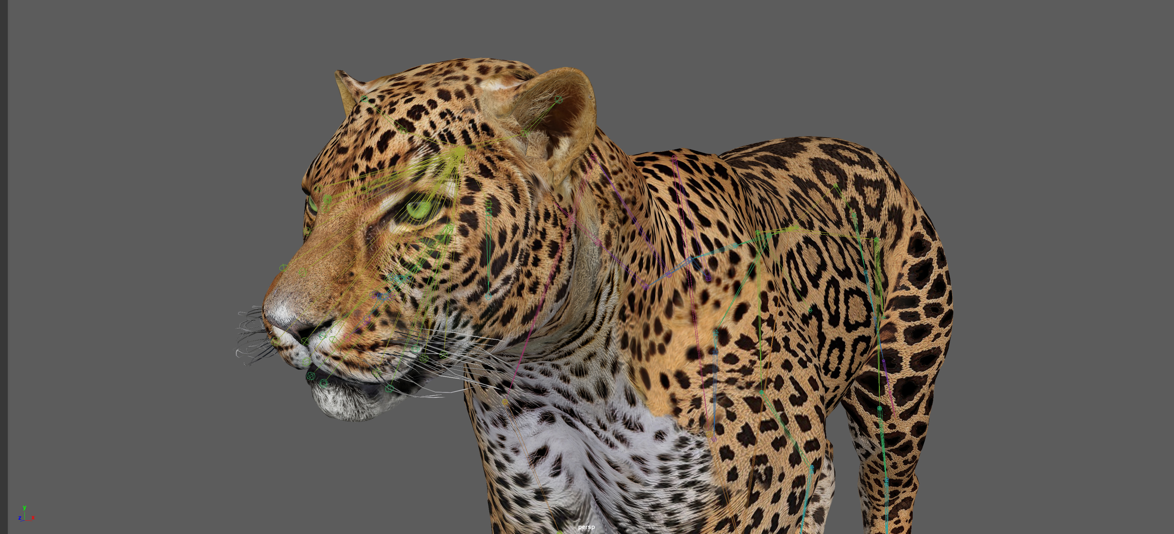 Leopard Rigged 3D model_10