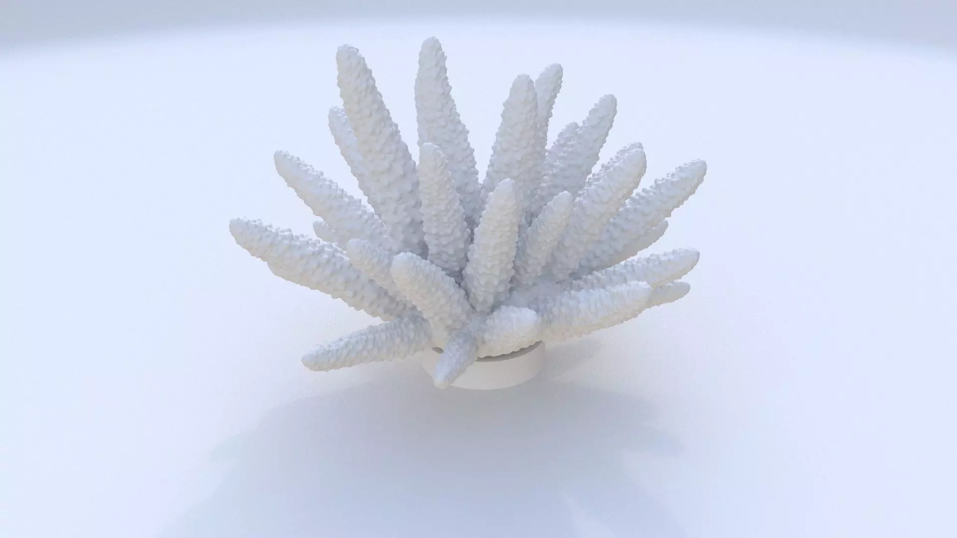 Acropora coral 3D model