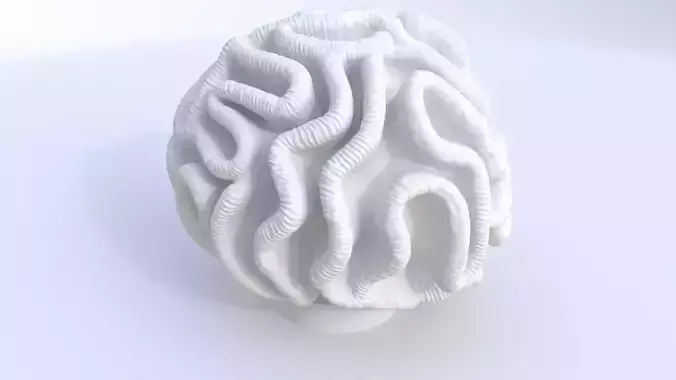 Pectinia Lactuca coral