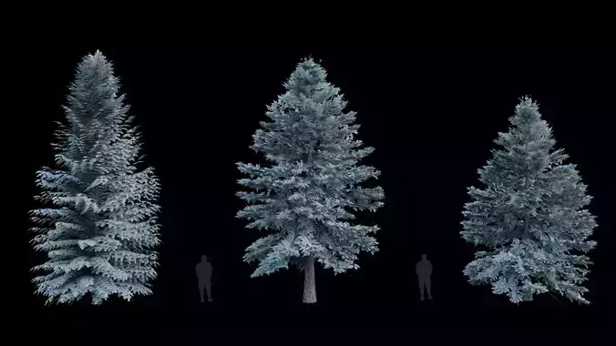 Trees Picea Pungens 03