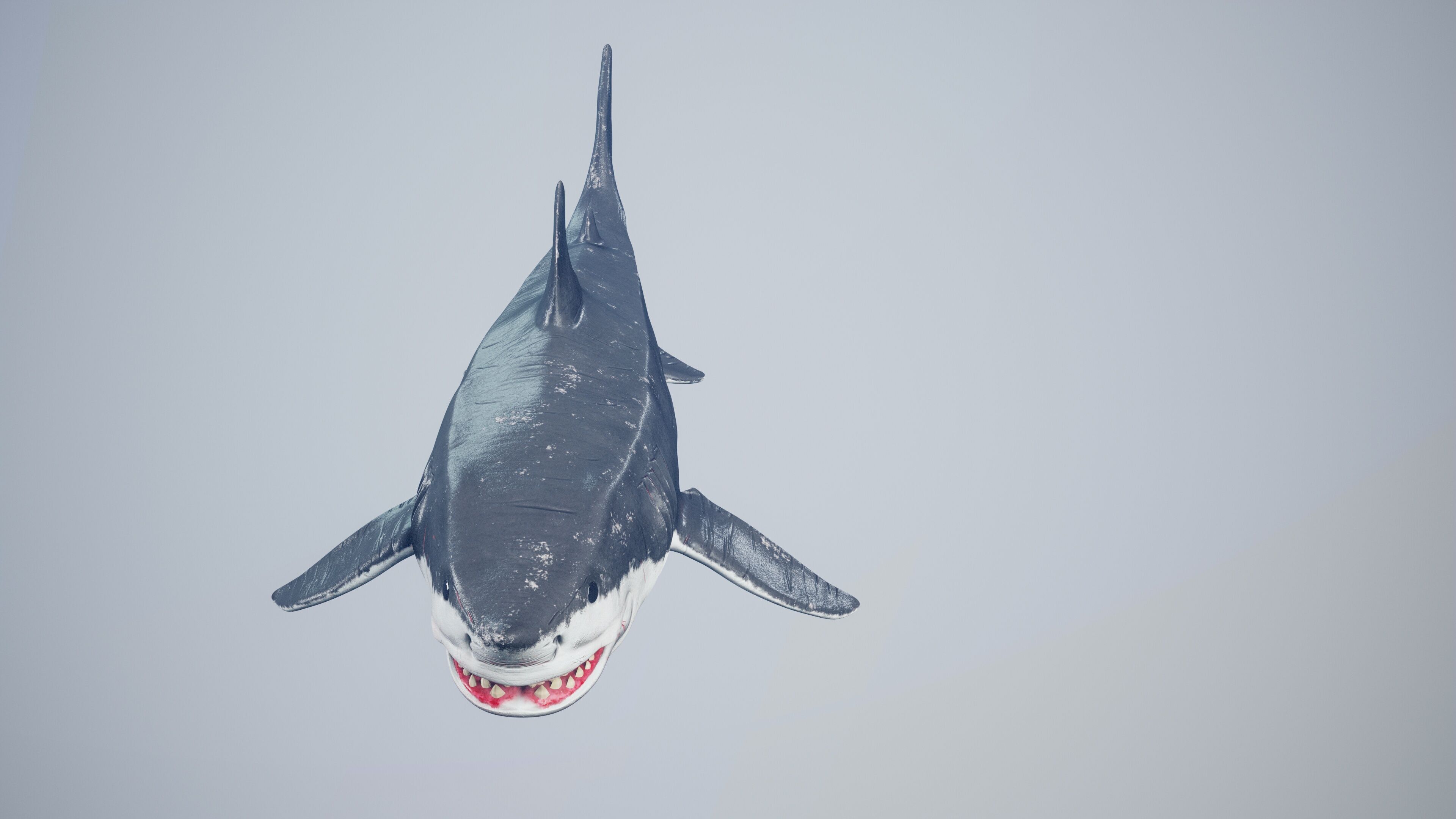 Great White Shark Low-poly 3D model_35