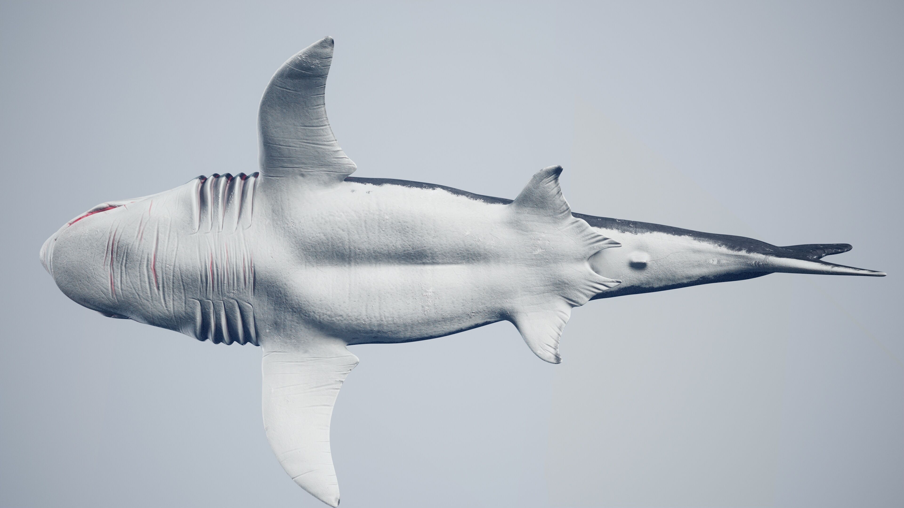 Great White Shark Low-poly 3D model_25
