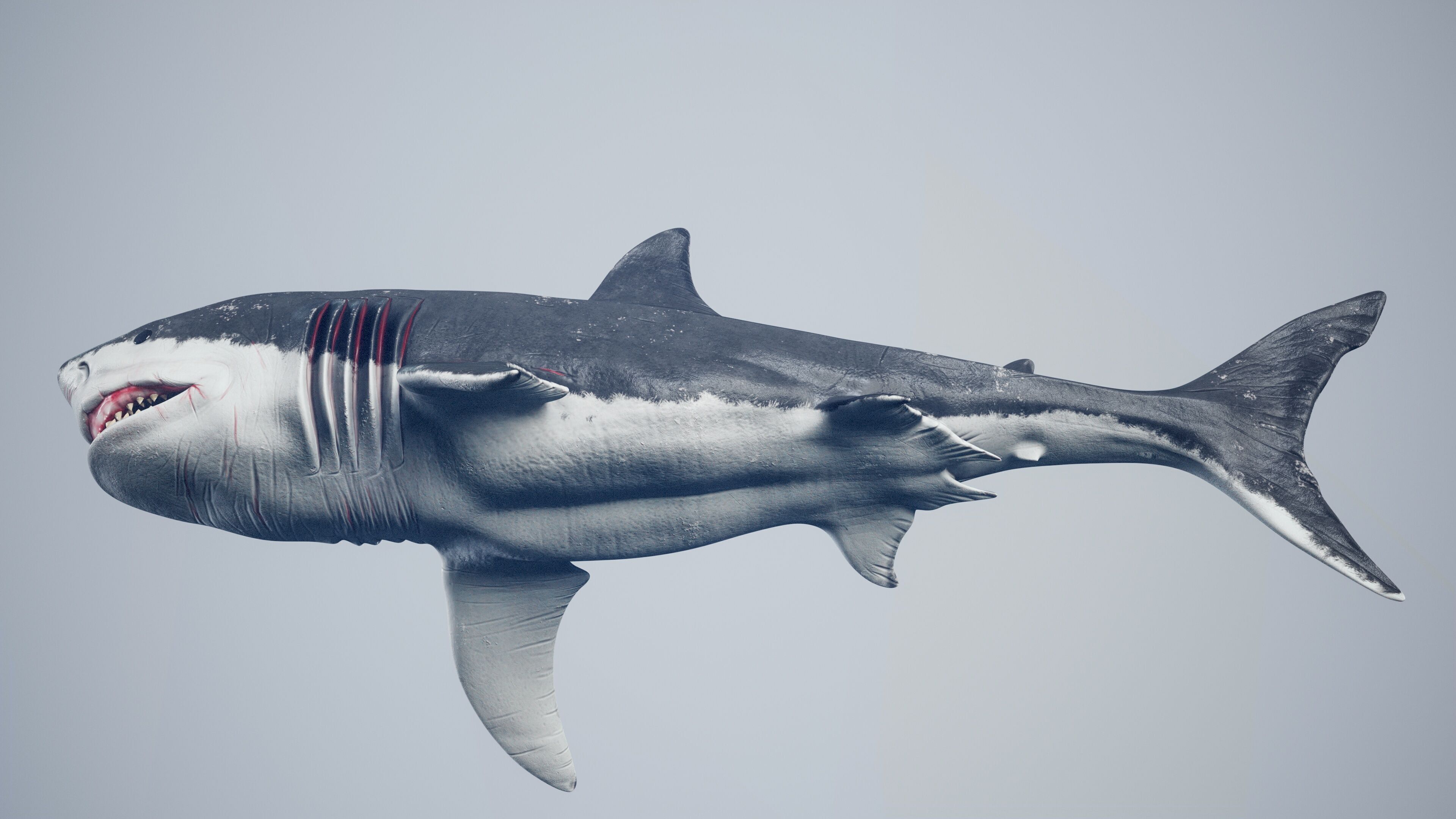 Great White Shark Low-poly 3D model_23