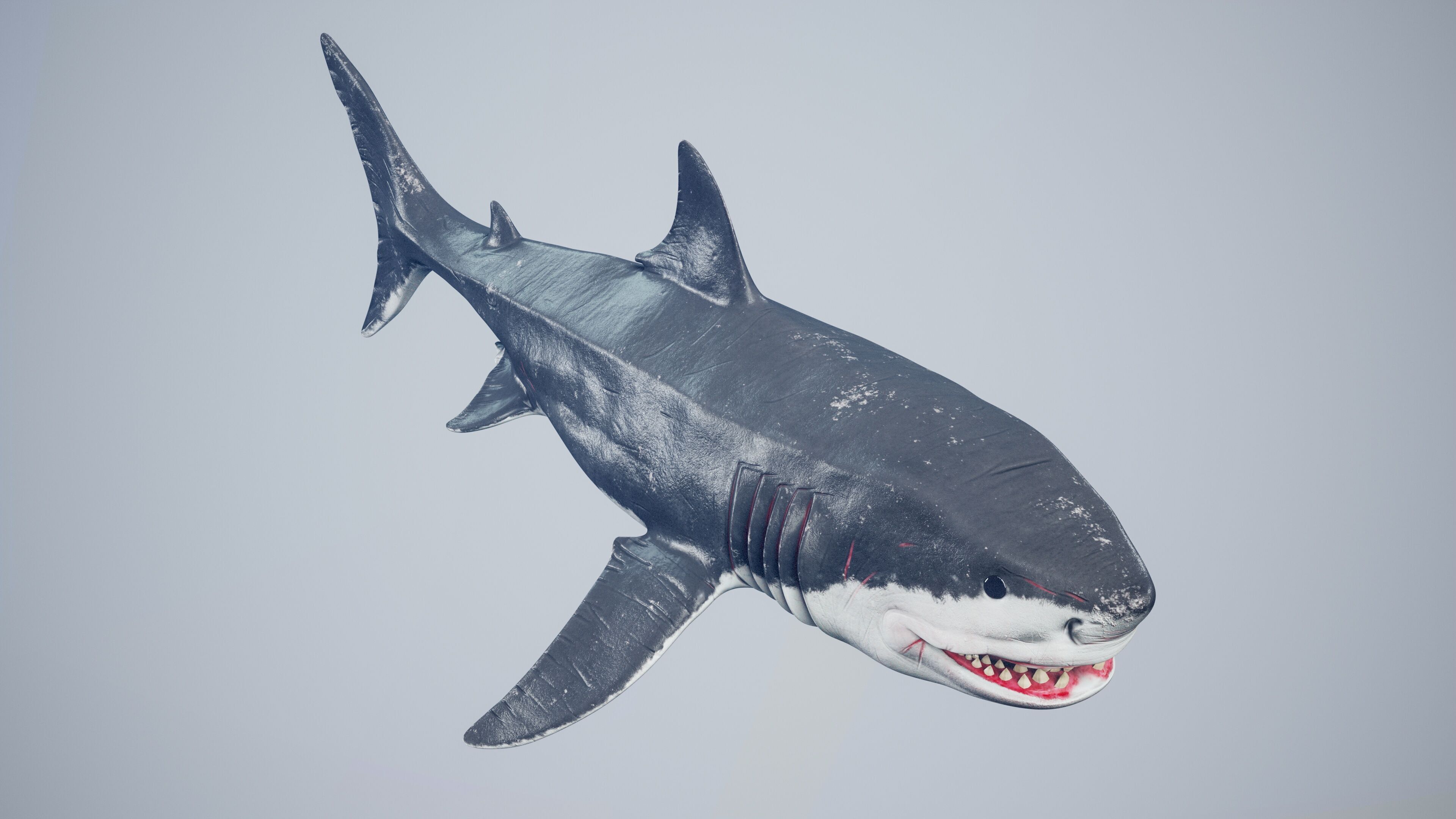 Great White Shark Low-poly 3D model_36