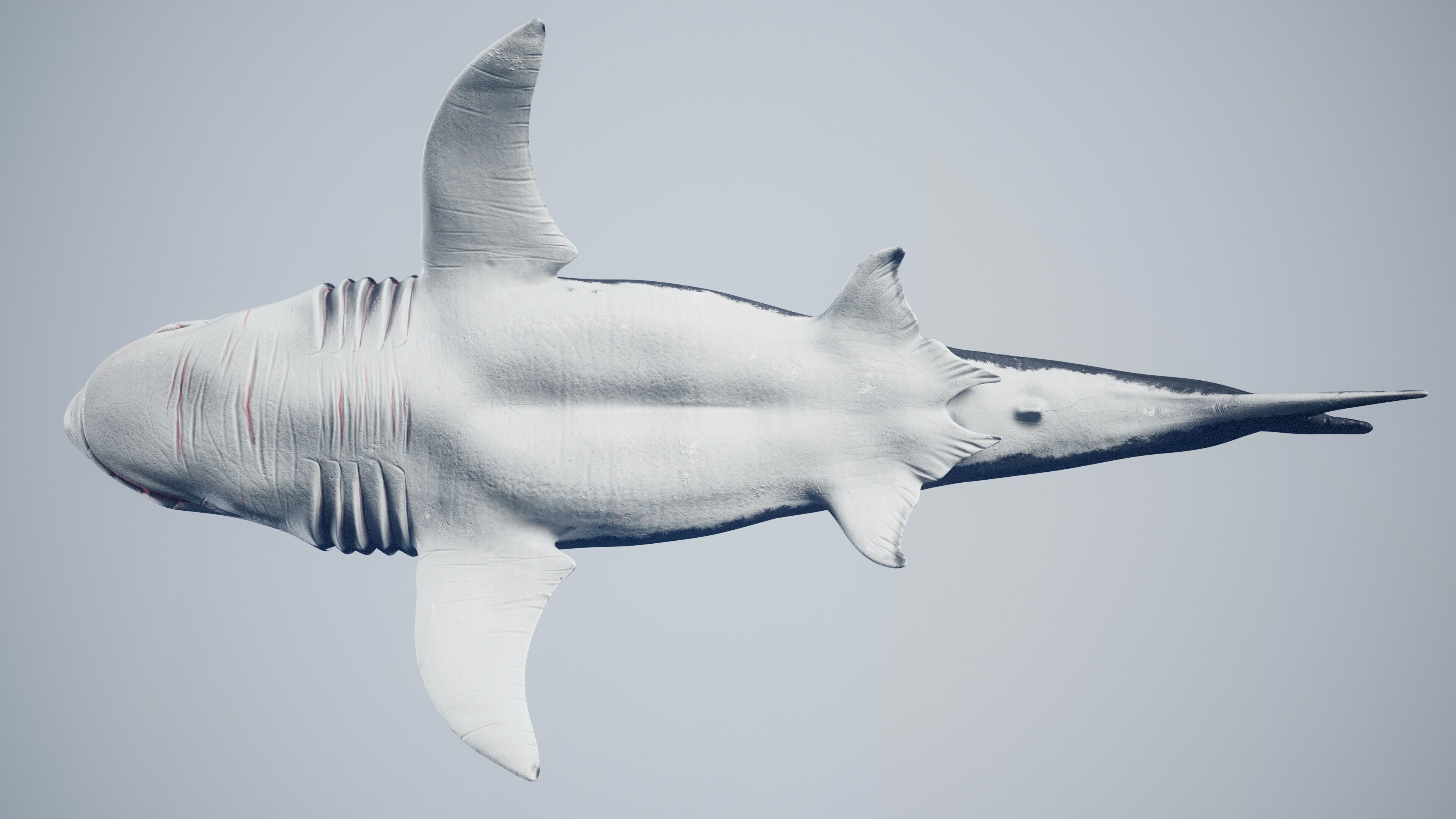 Great White Shark Low-poly 3D model_26