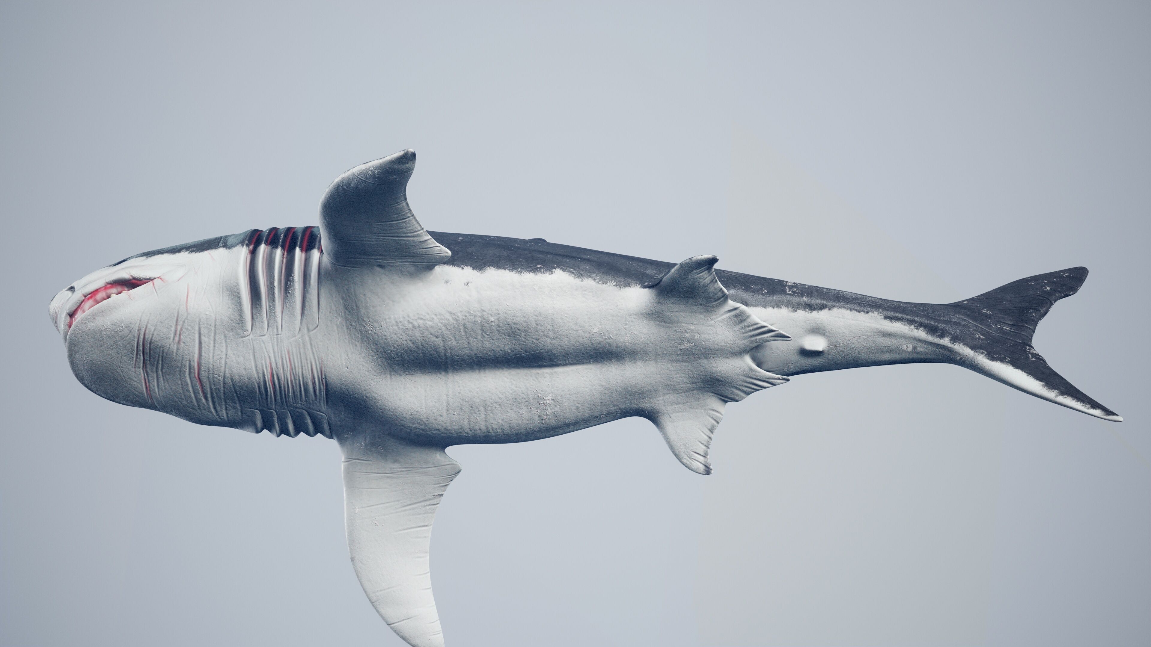 Great White Shark Low-poly 3D model_24