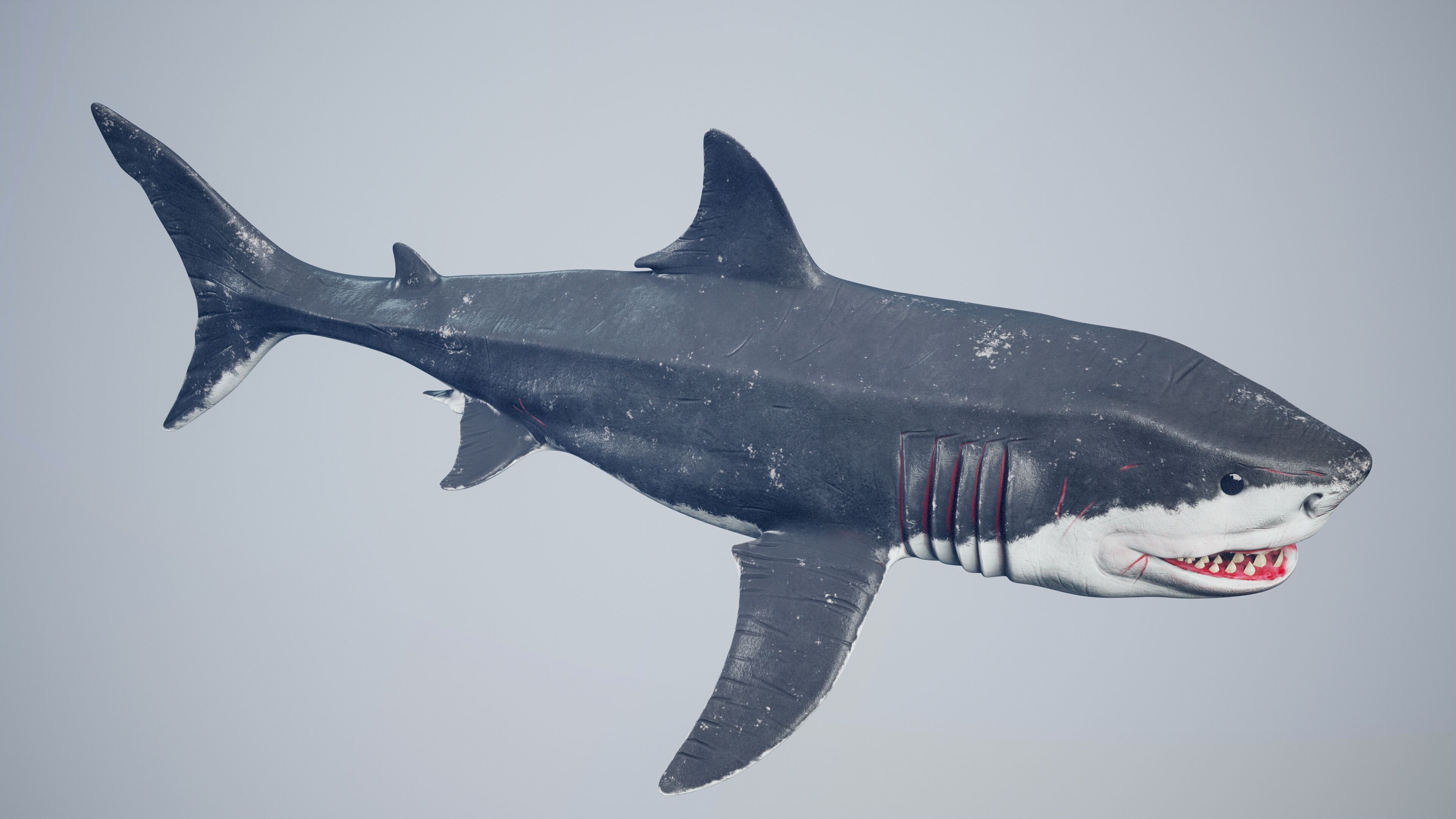 Great White Shark Low-poly 3D model_37