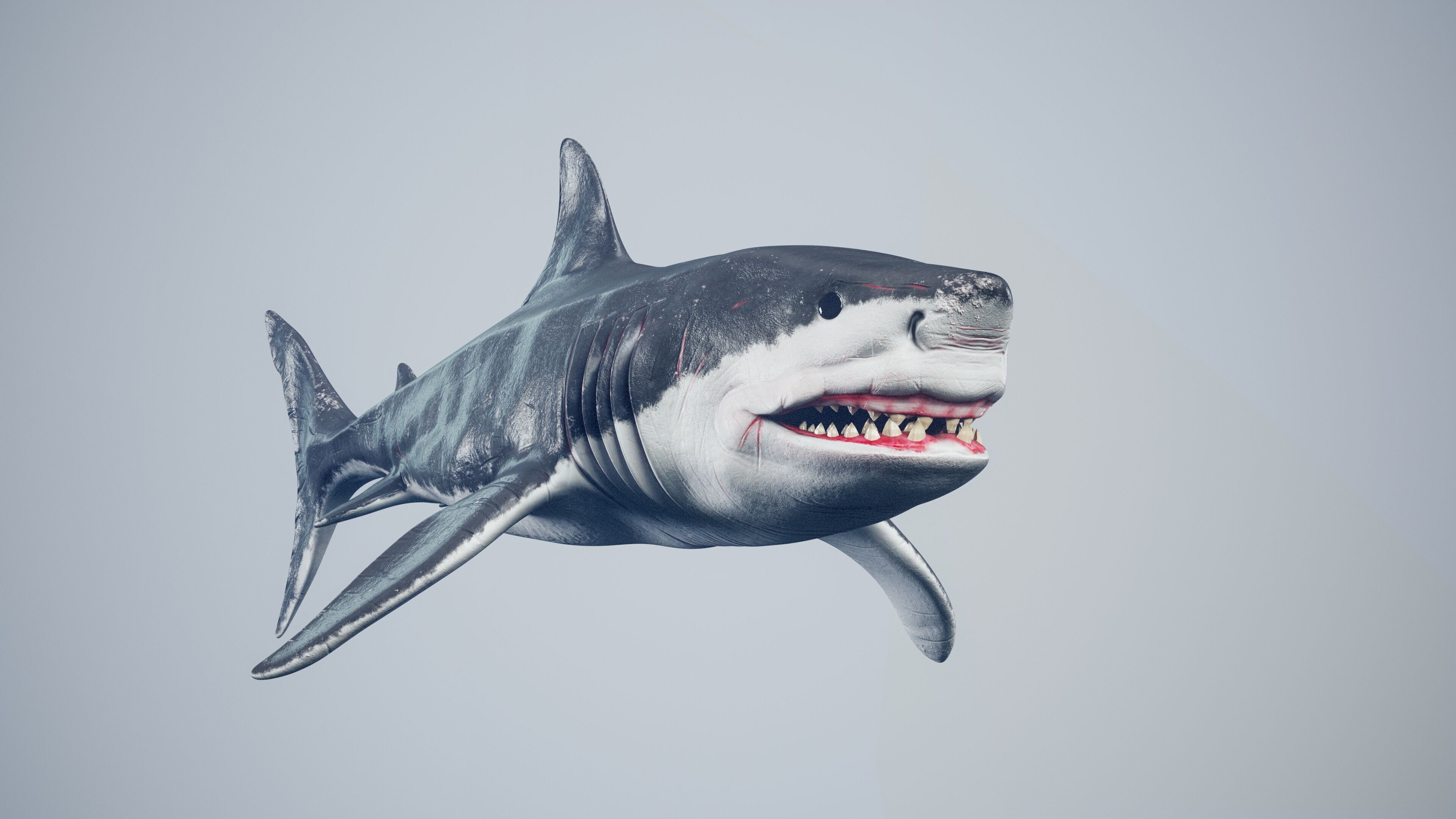 Great White Shark Low-poly 3D model_8
