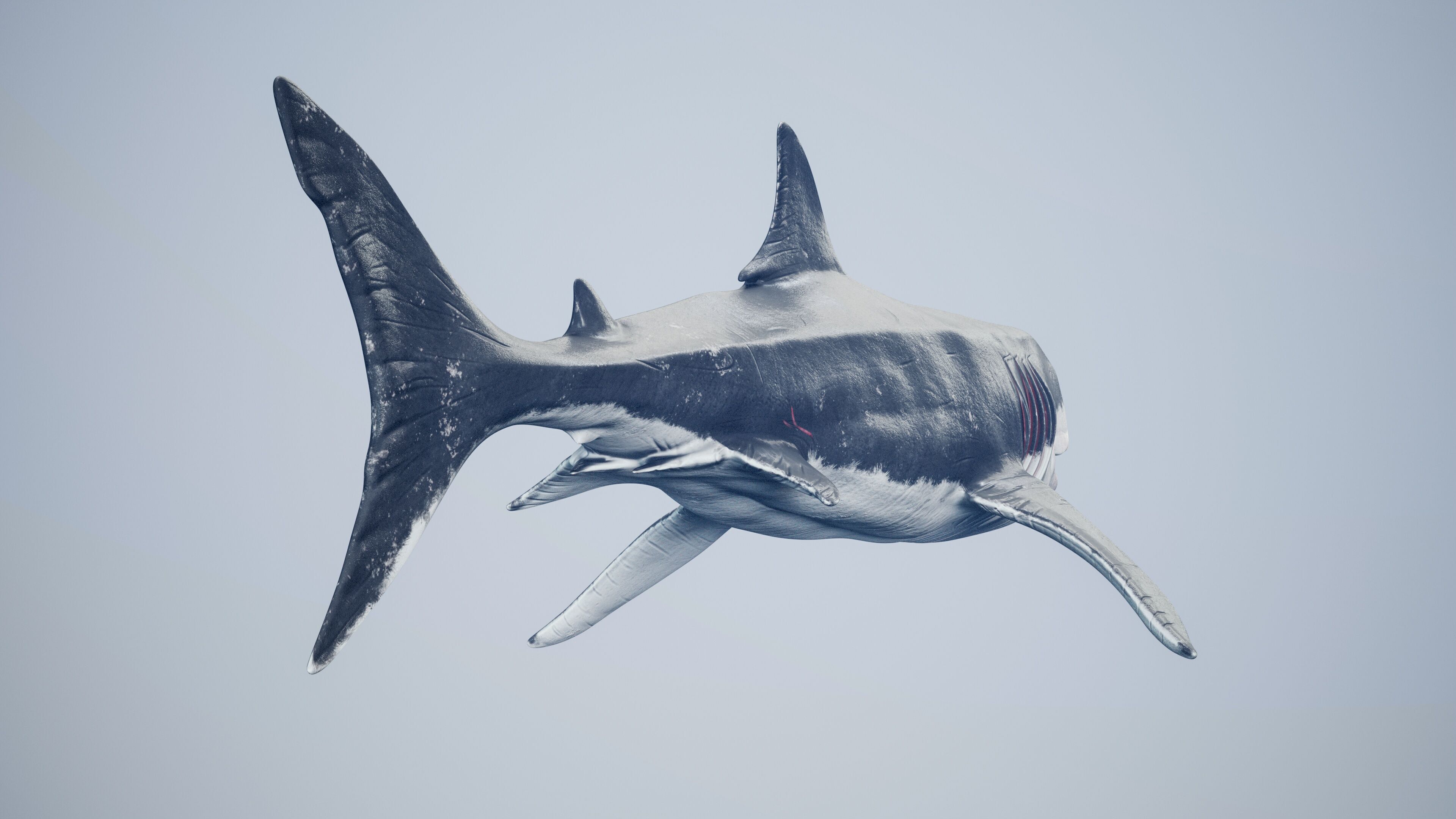 Great White Shark Low-poly 3D model_14