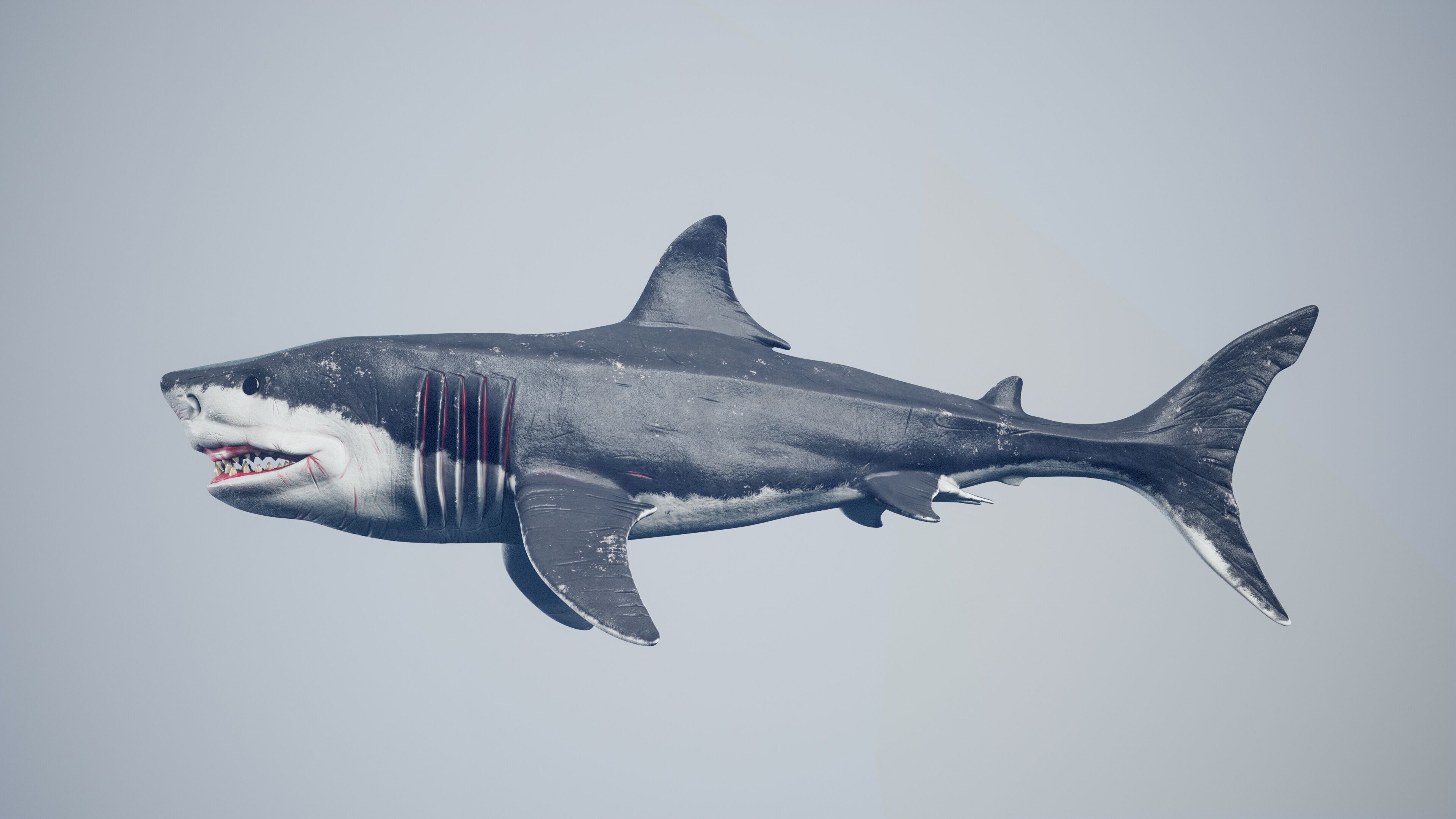 Great White Shark Low-poly 3D model_1