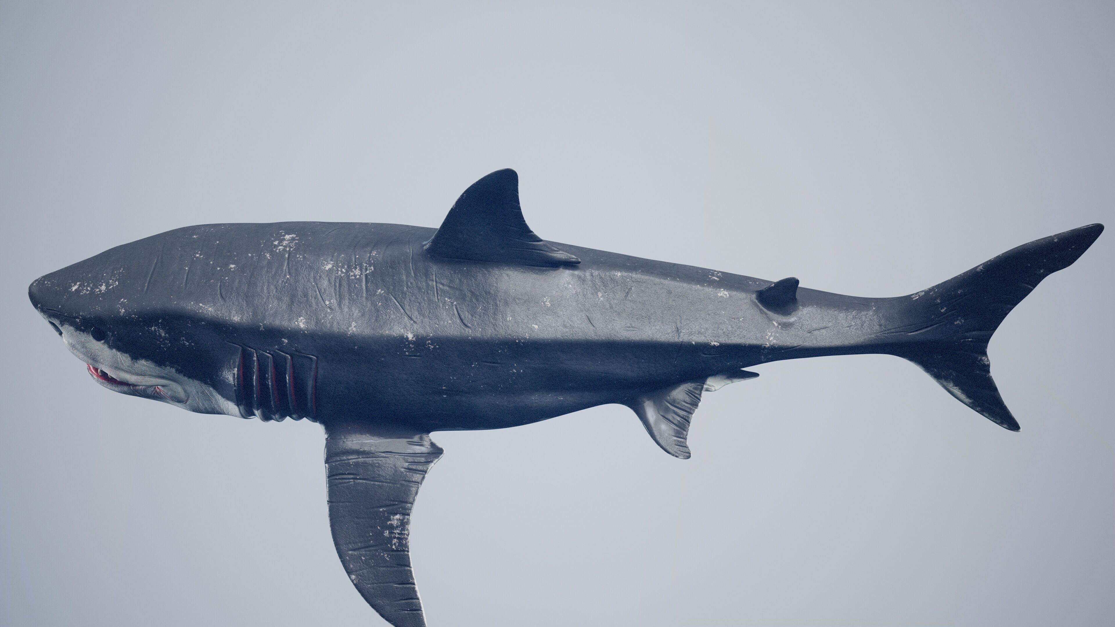 Great White Shark Low-poly 3D model_33