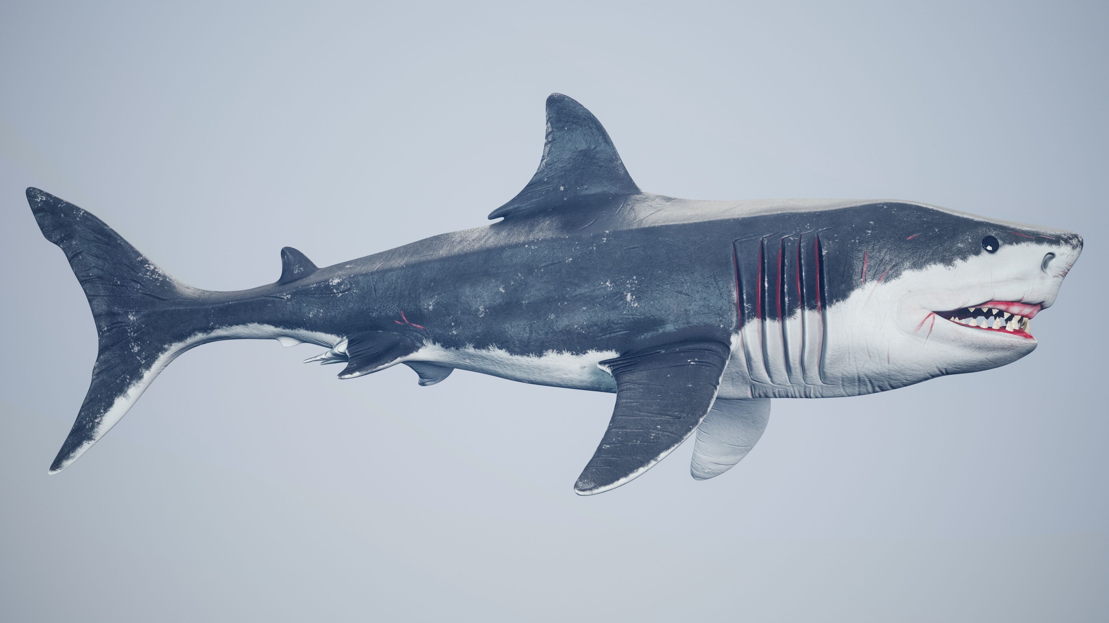 Great White Shark Low-poly 3D model_11