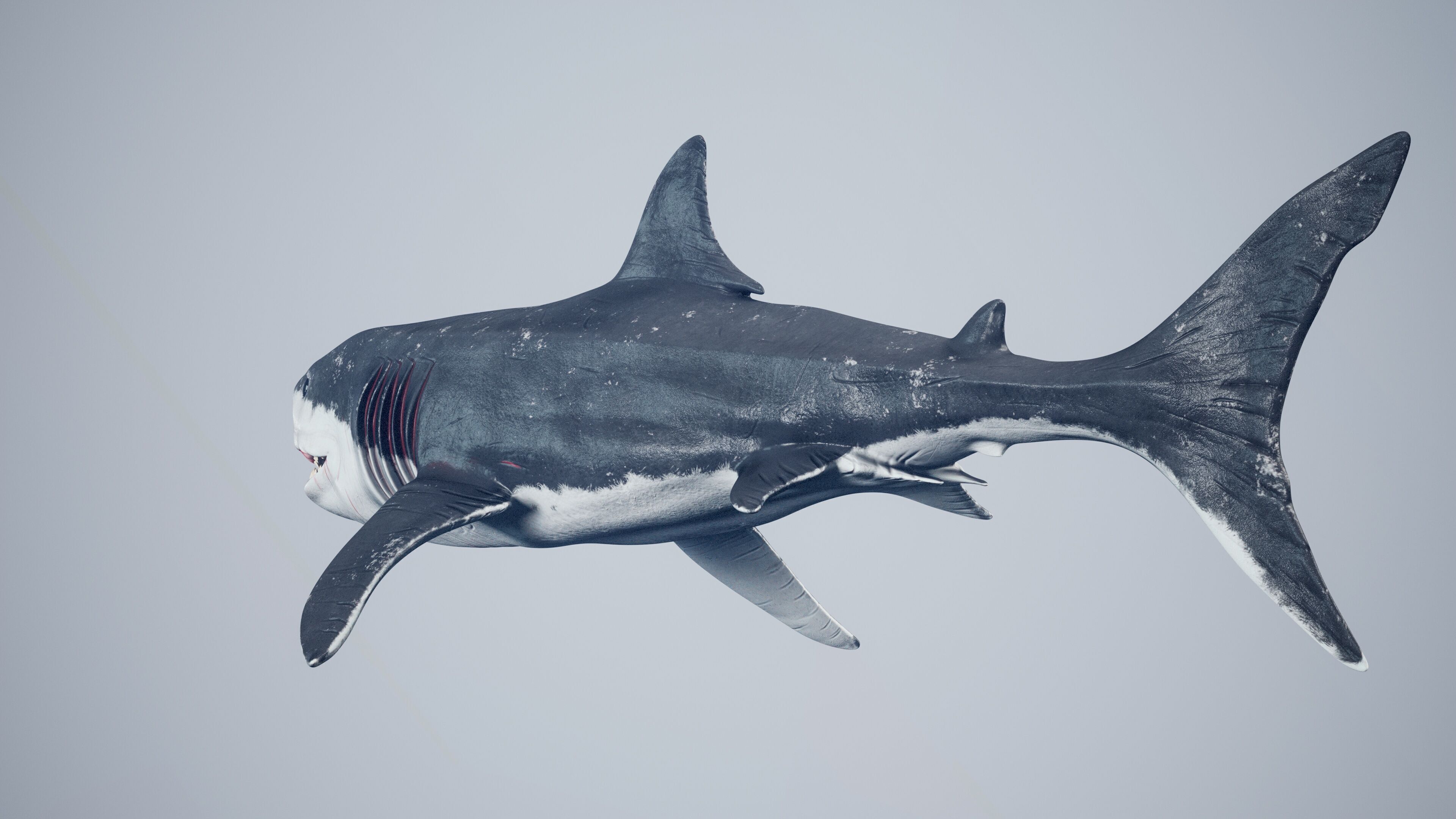Great White Shark Low-poly 3D model_19