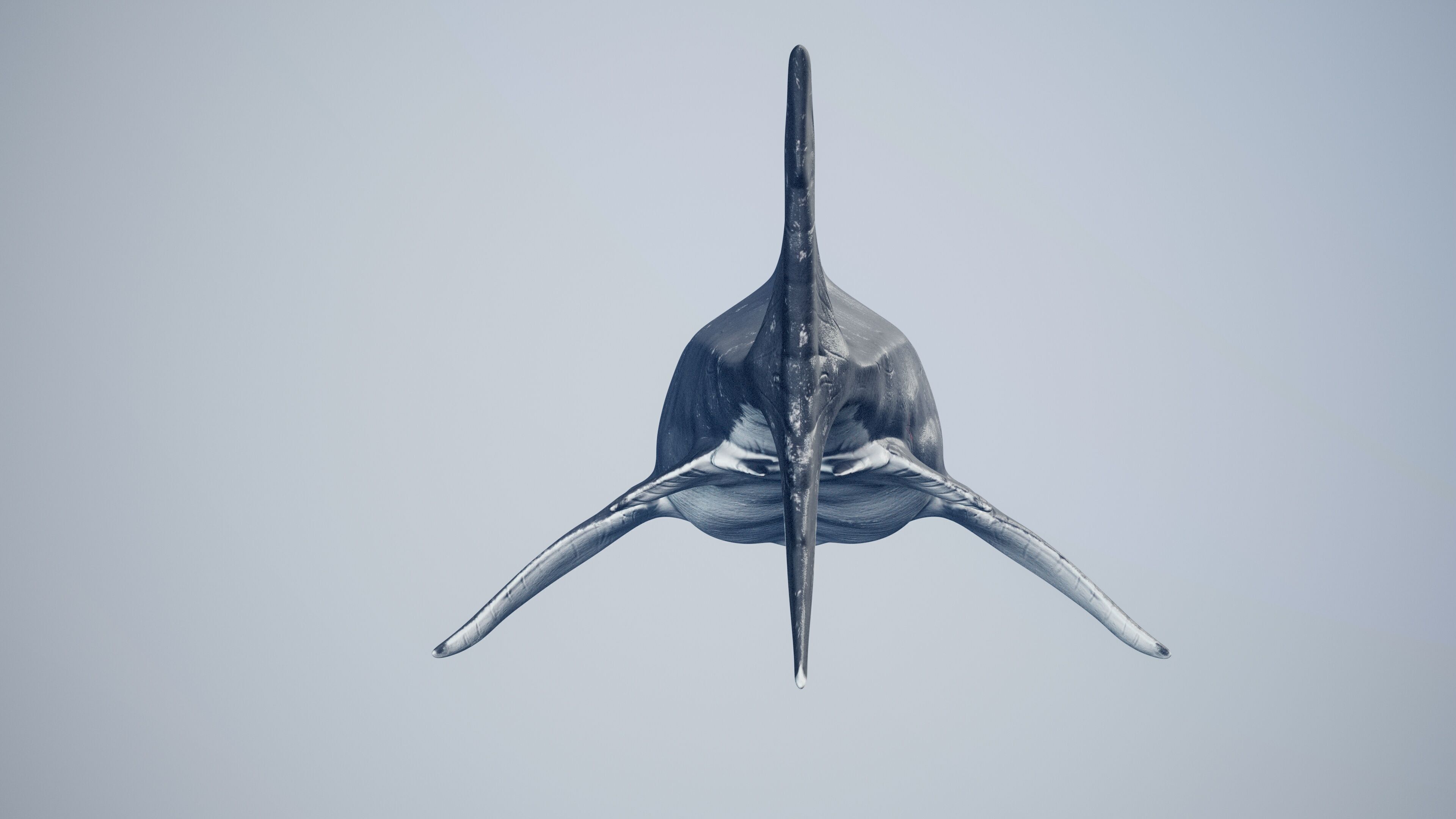 Great White Shark Low-poly 3D model_16