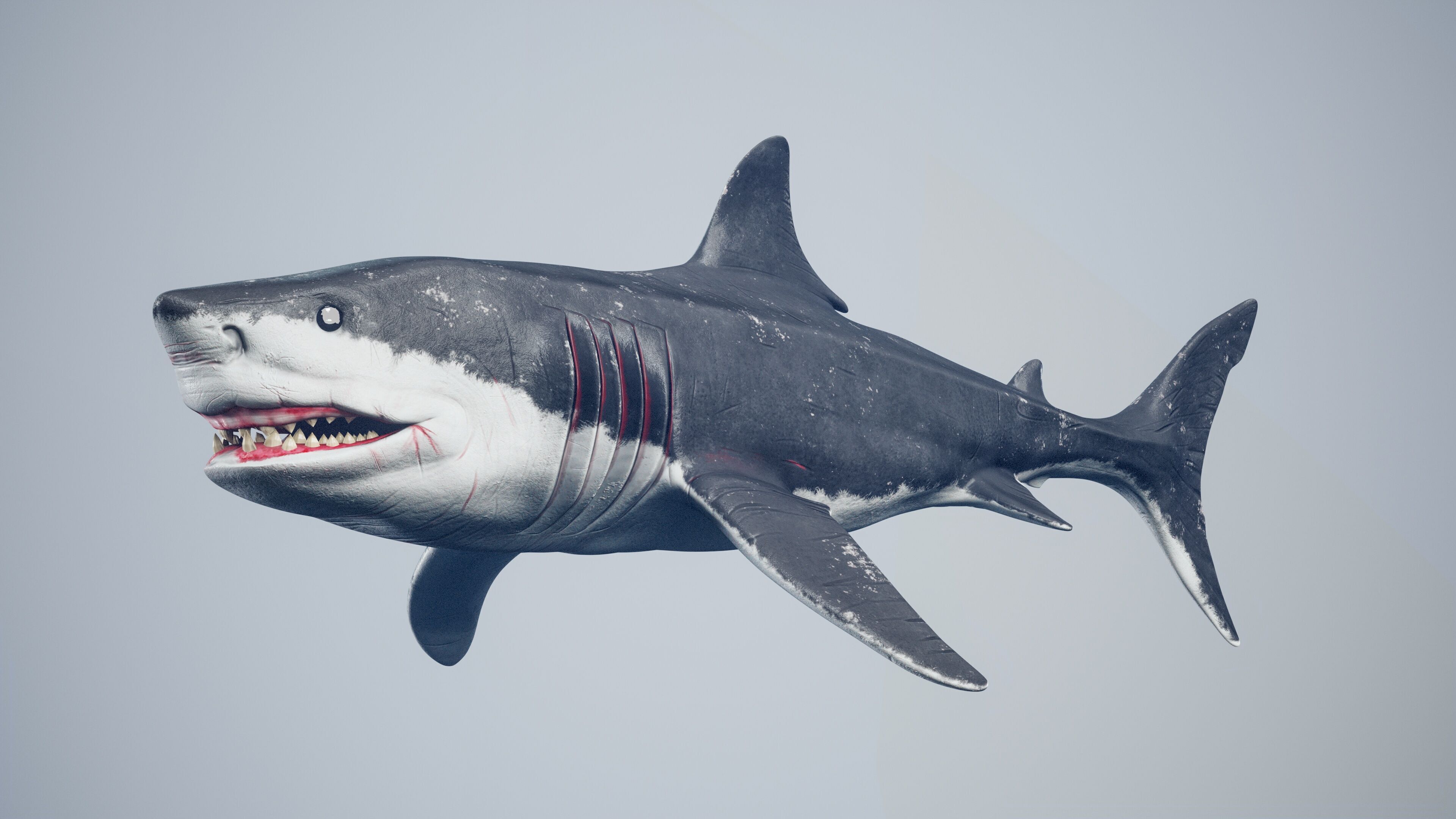 Great White Shark Low-poly 3D model_3