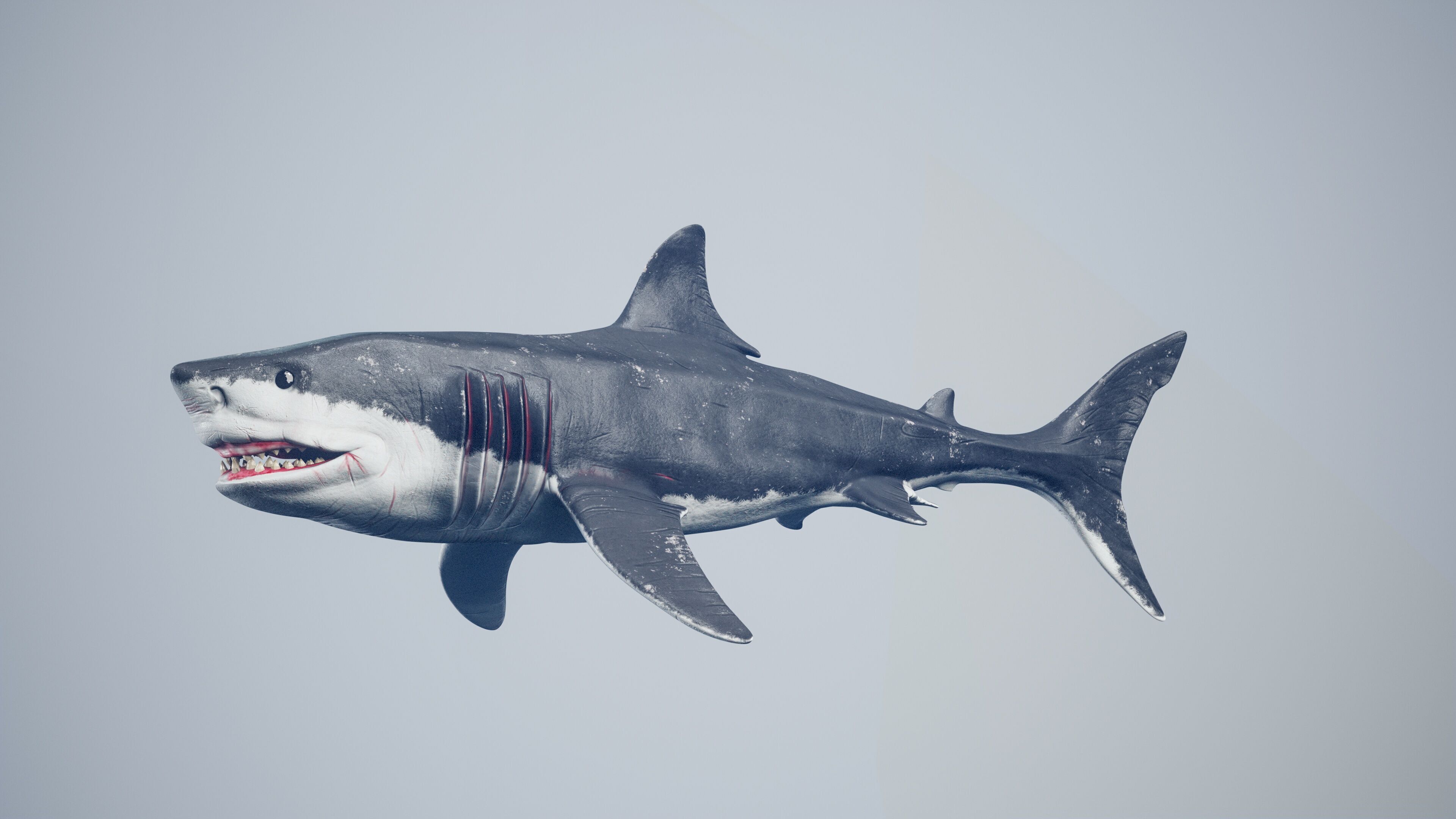 Great White Shark Low-poly 3D model_2