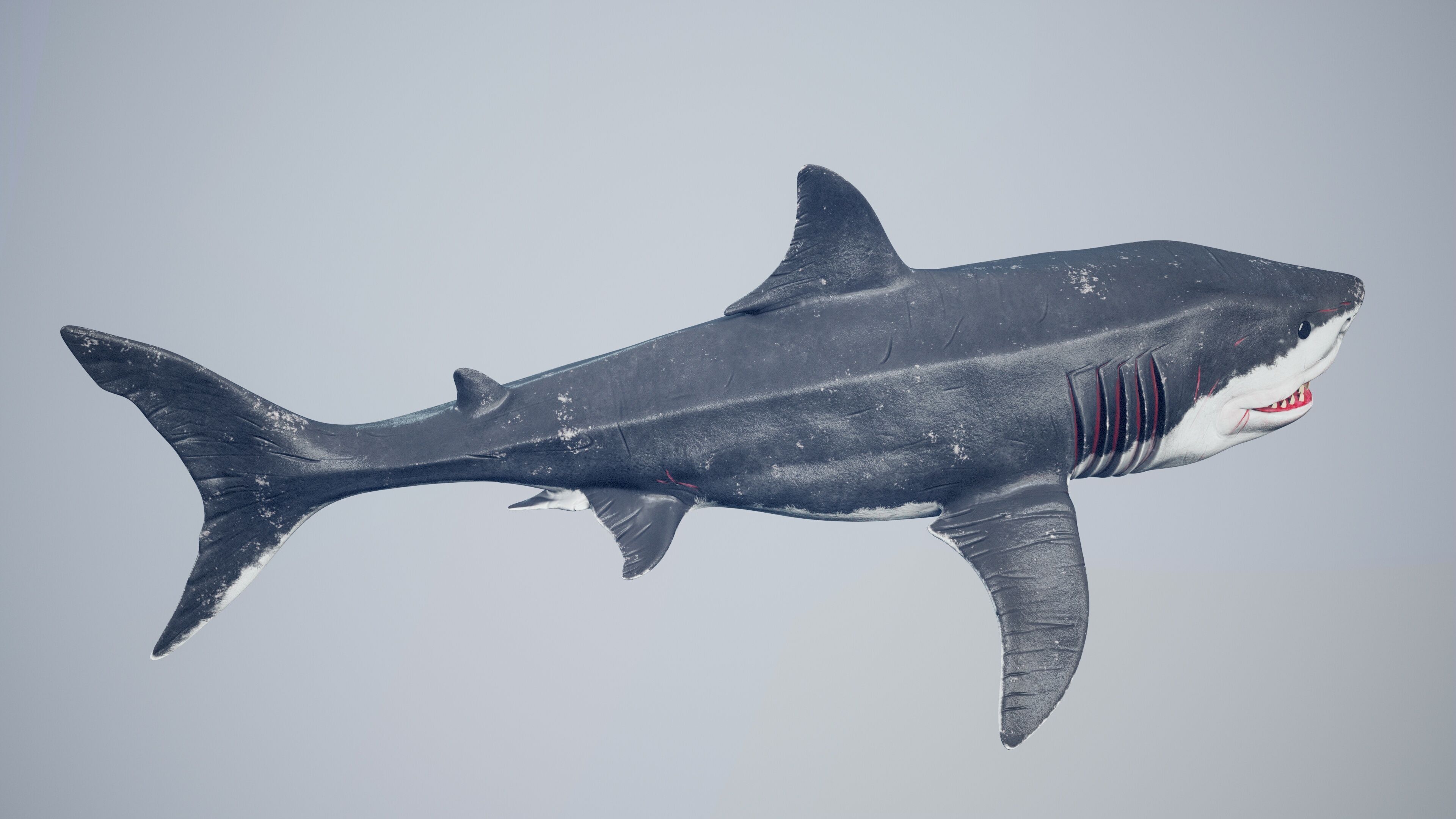 Great White Shark Low-poly 3D model_38