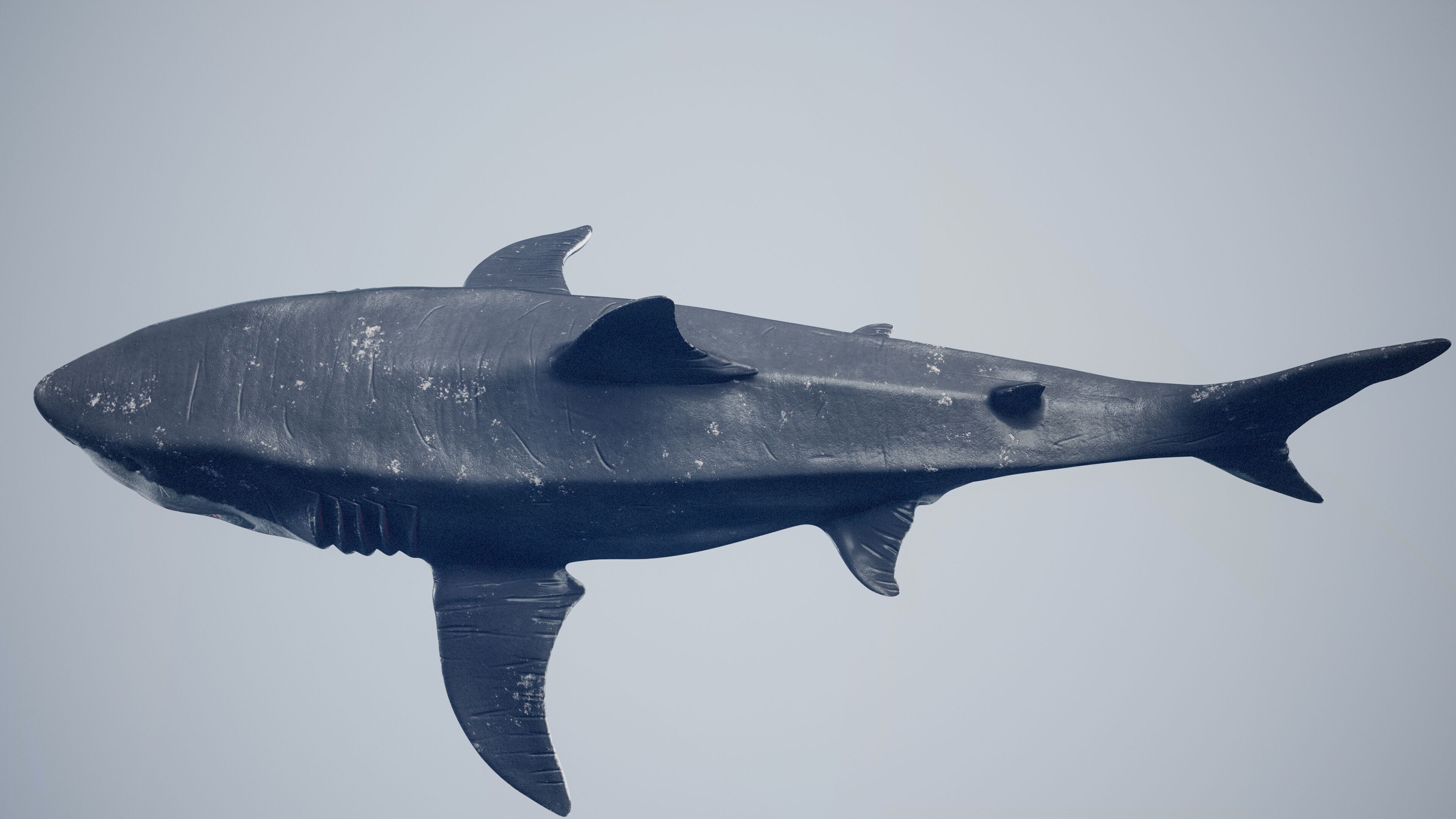 Great White Shark Low-poly 3D model_32
