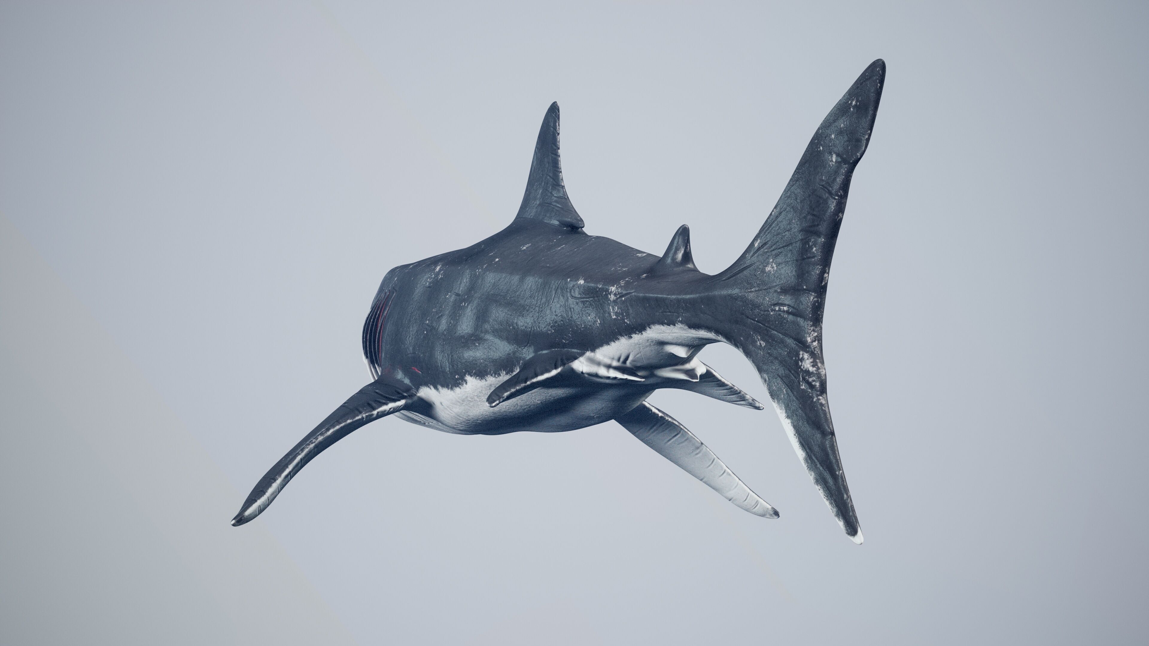 Great White Shark Low-poly 3D model_17