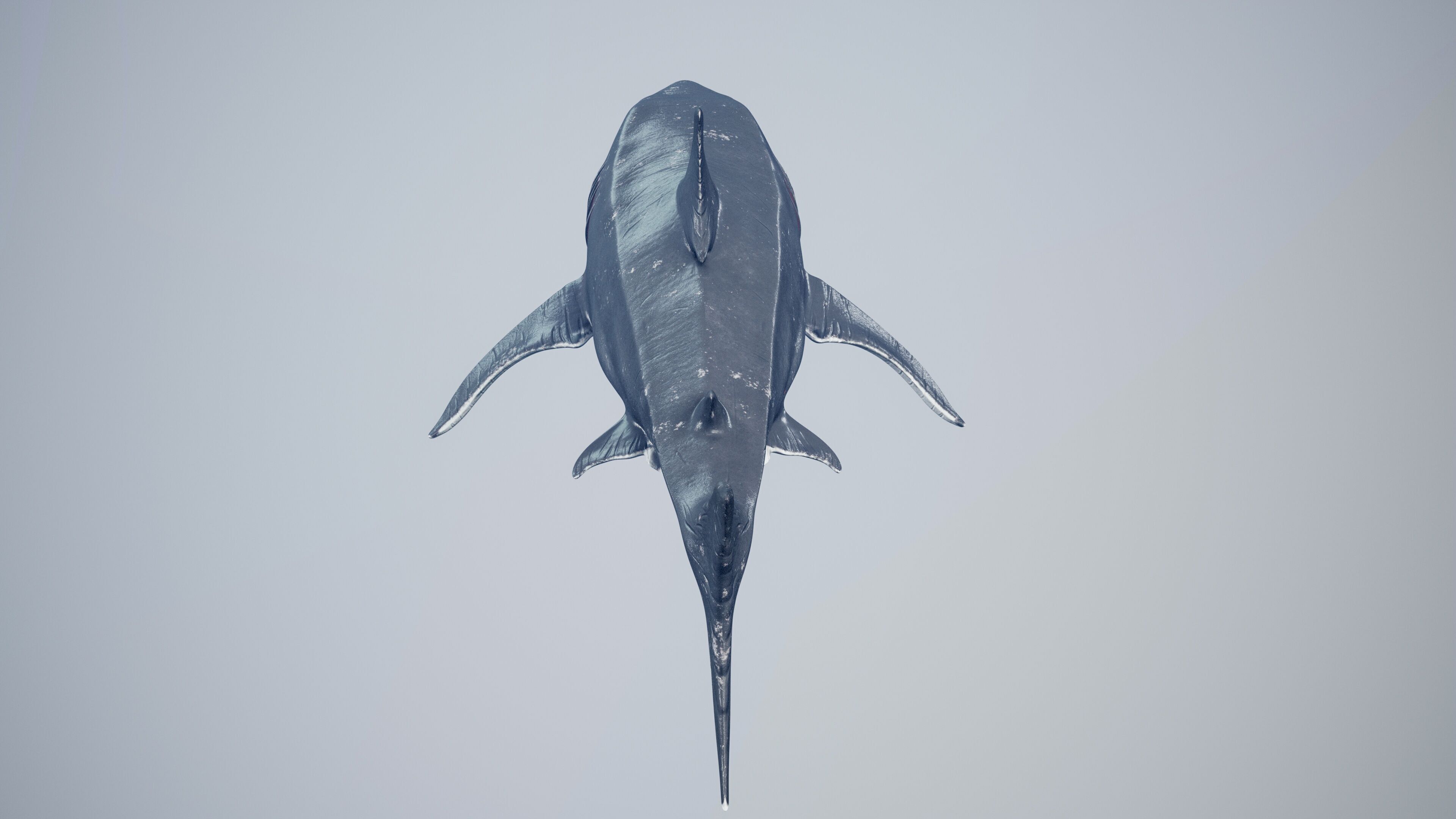 Great White Shark Low-poly 3D model_40