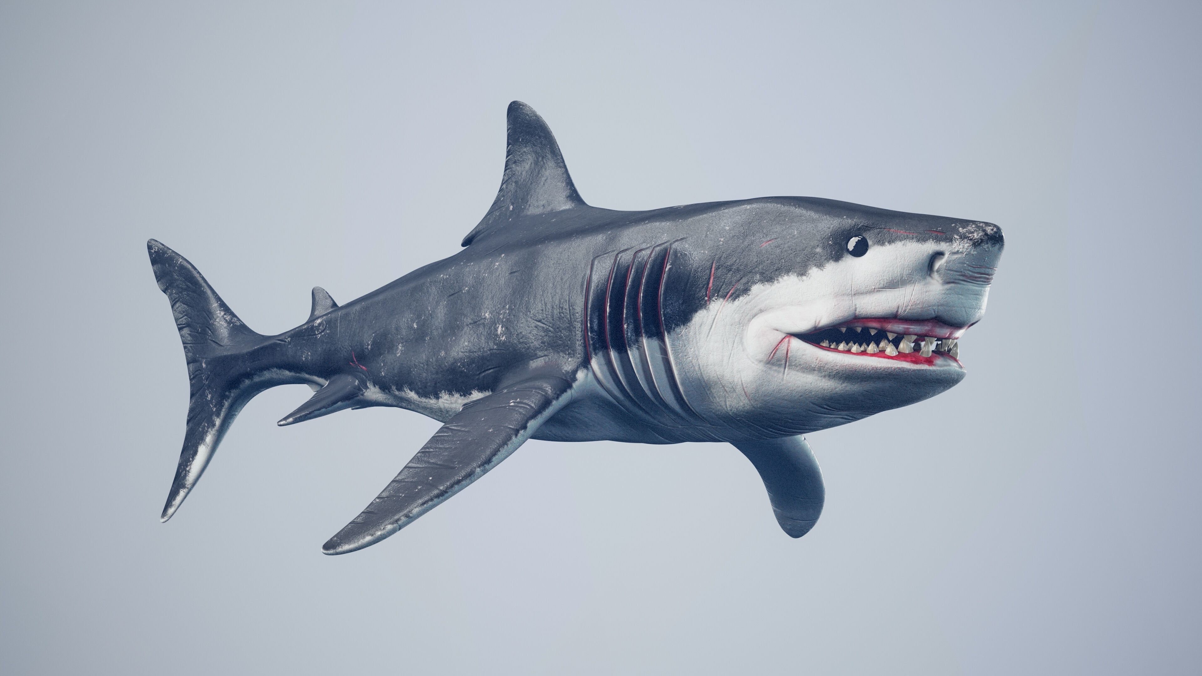 Great White Shark Low-poly 3D model_9