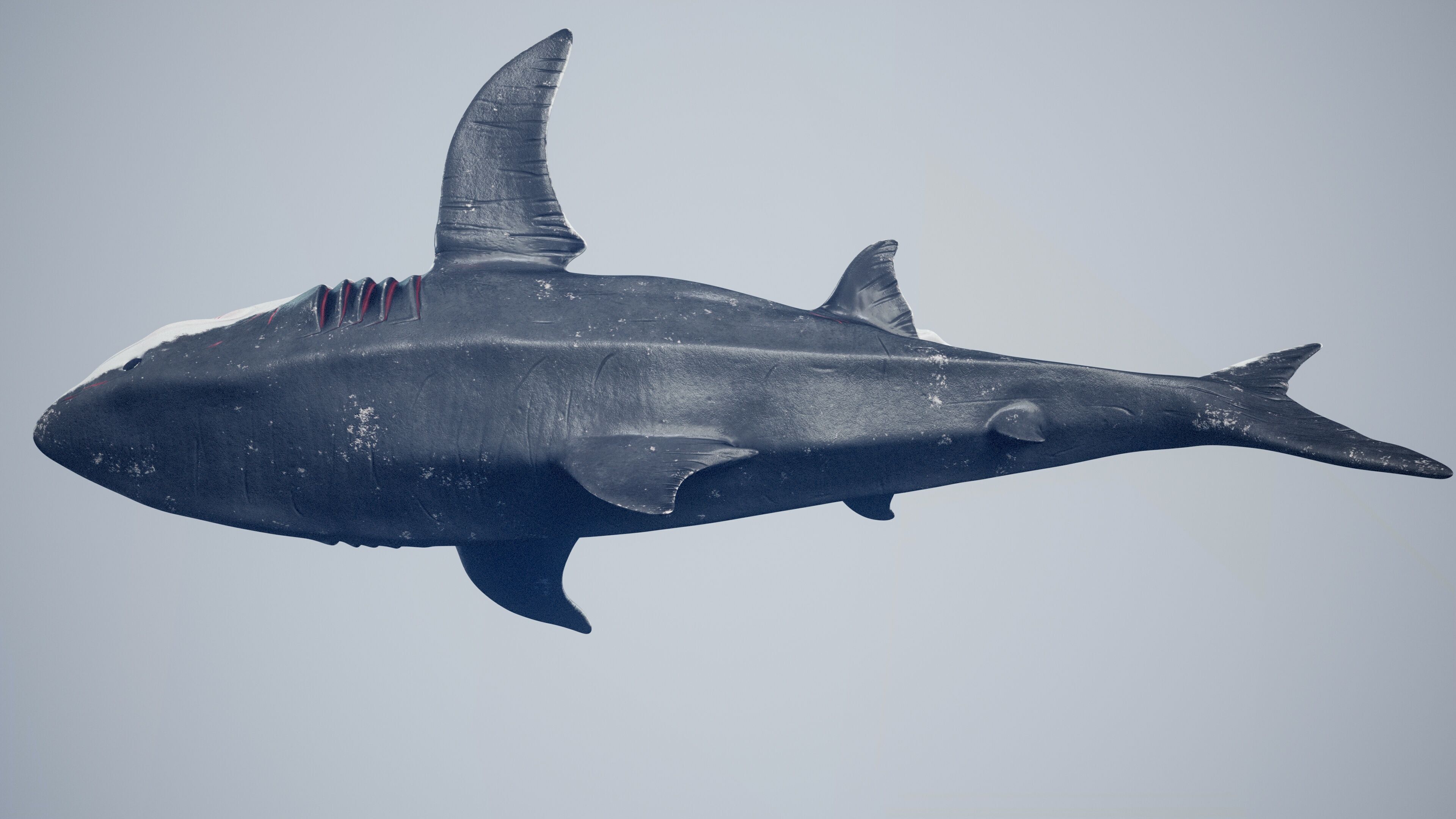 Great White Shark Low-poly 3D model_30