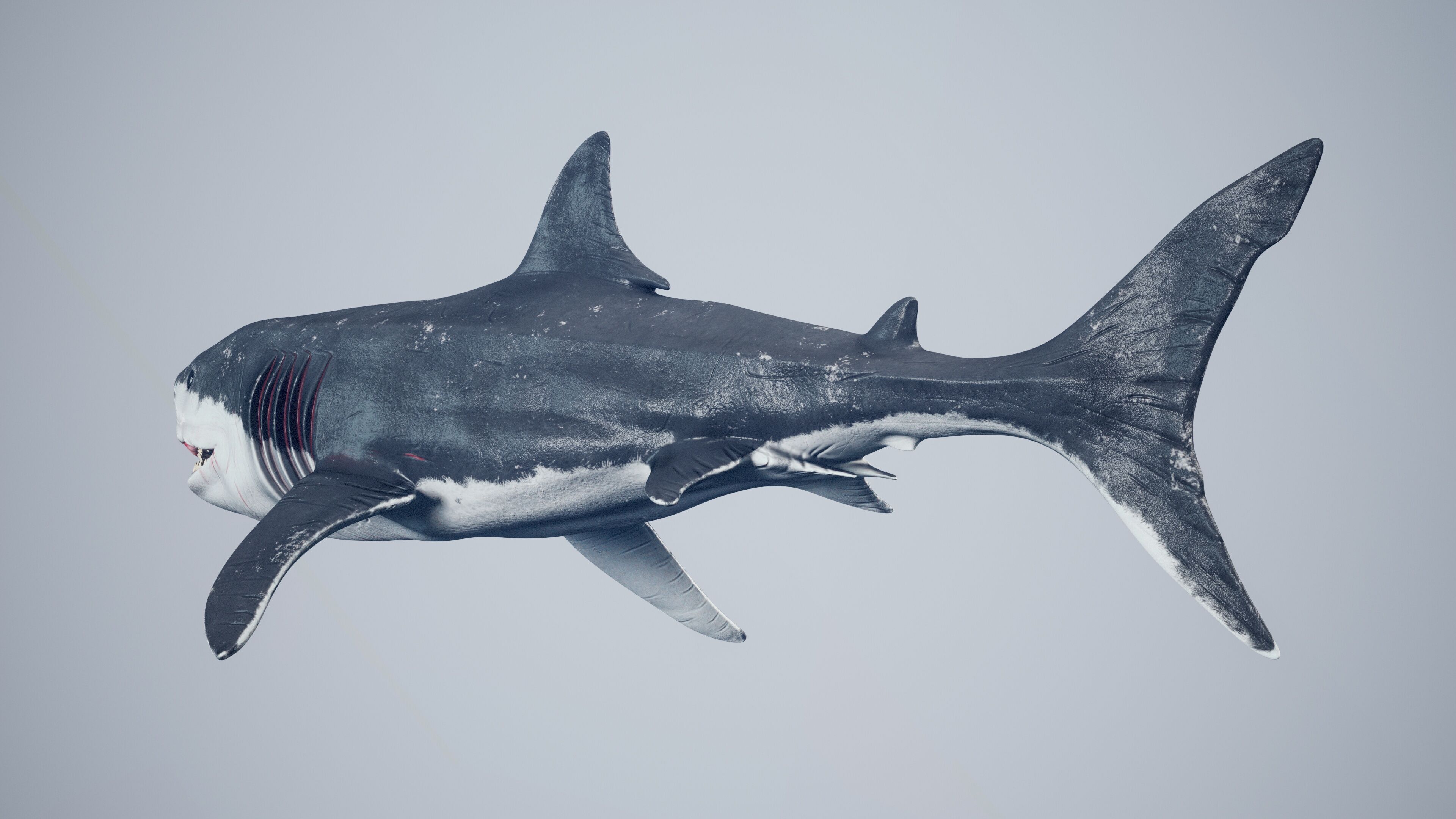 Great White Shark Low-poly 3D model_20