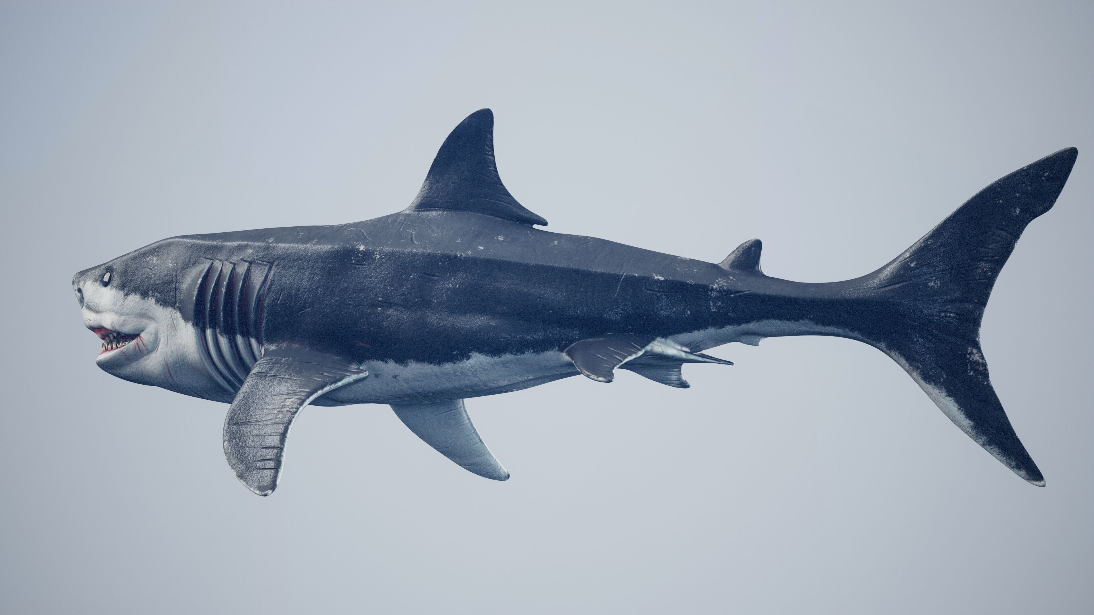Great White Shark Low-poly 3D model_21